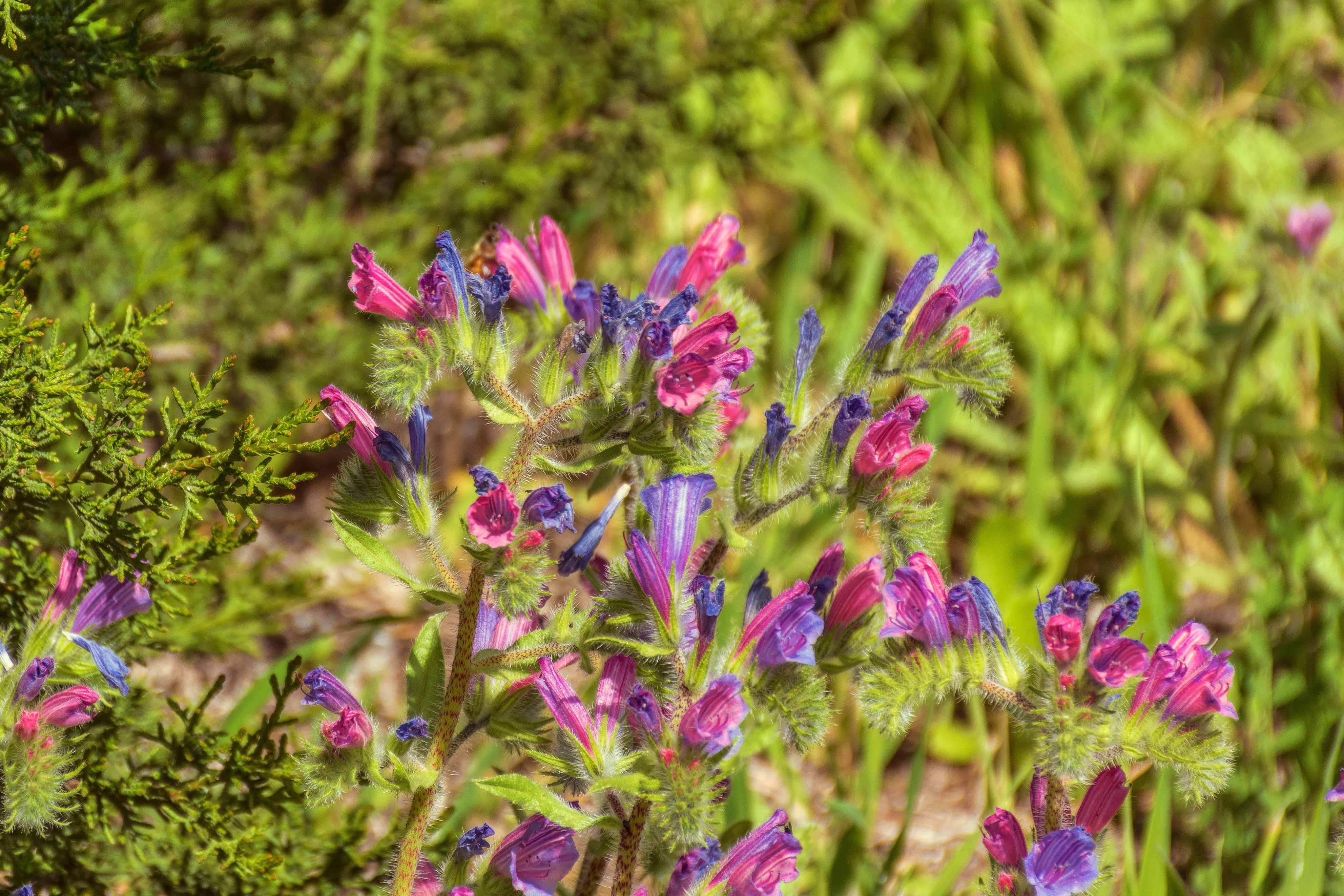 25 ROSE VIPER'S BUGLOSS Pink Echium Plantagineum Rose Bedder Flower Seeds
