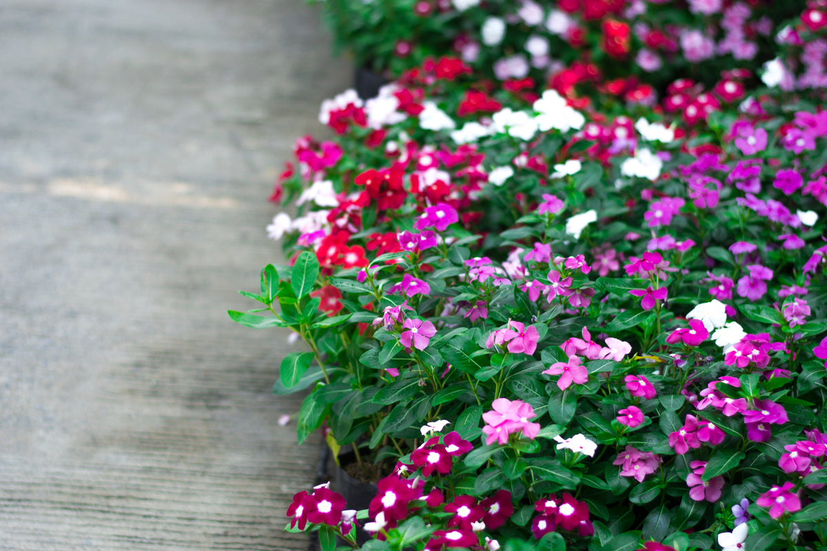 100 DWARF Little MIX PERIWINKLE / Vinca Rosea Flower Seeds