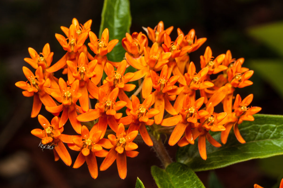 30 ORANGE BUTTERFLY MILKWEED Asclepias Tuberosa Flower Seeds