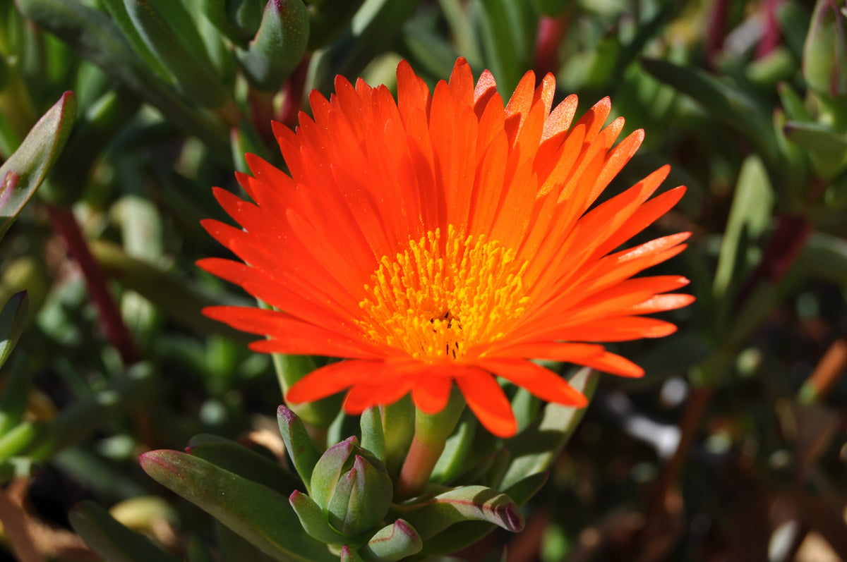 100 Gelato ORANGE ICE PLANT Mesembryanthemum Livingstone Daisy Flower Seeds