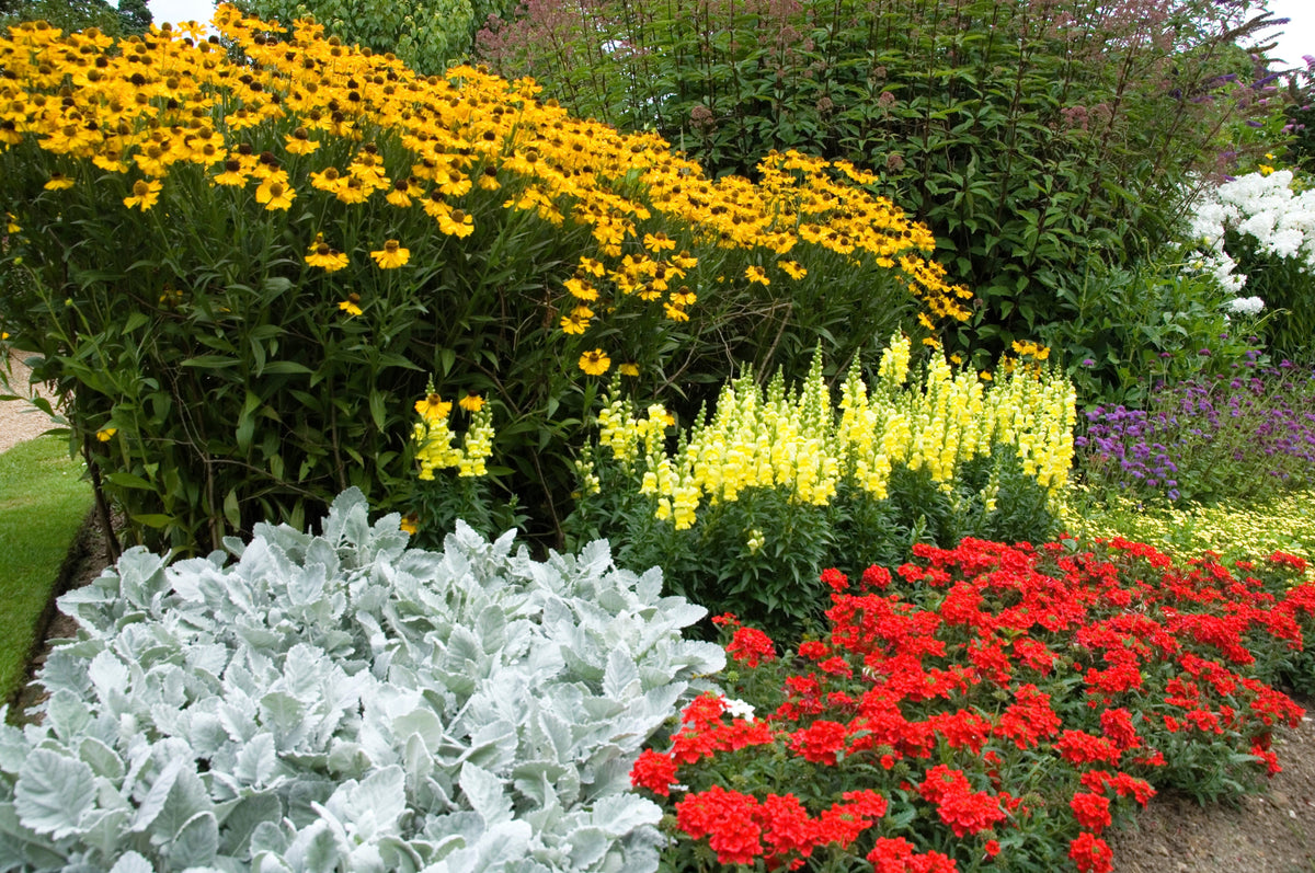 50 SCARLET VERBENA Red Nana Compacta Fragrant Flower Seeds