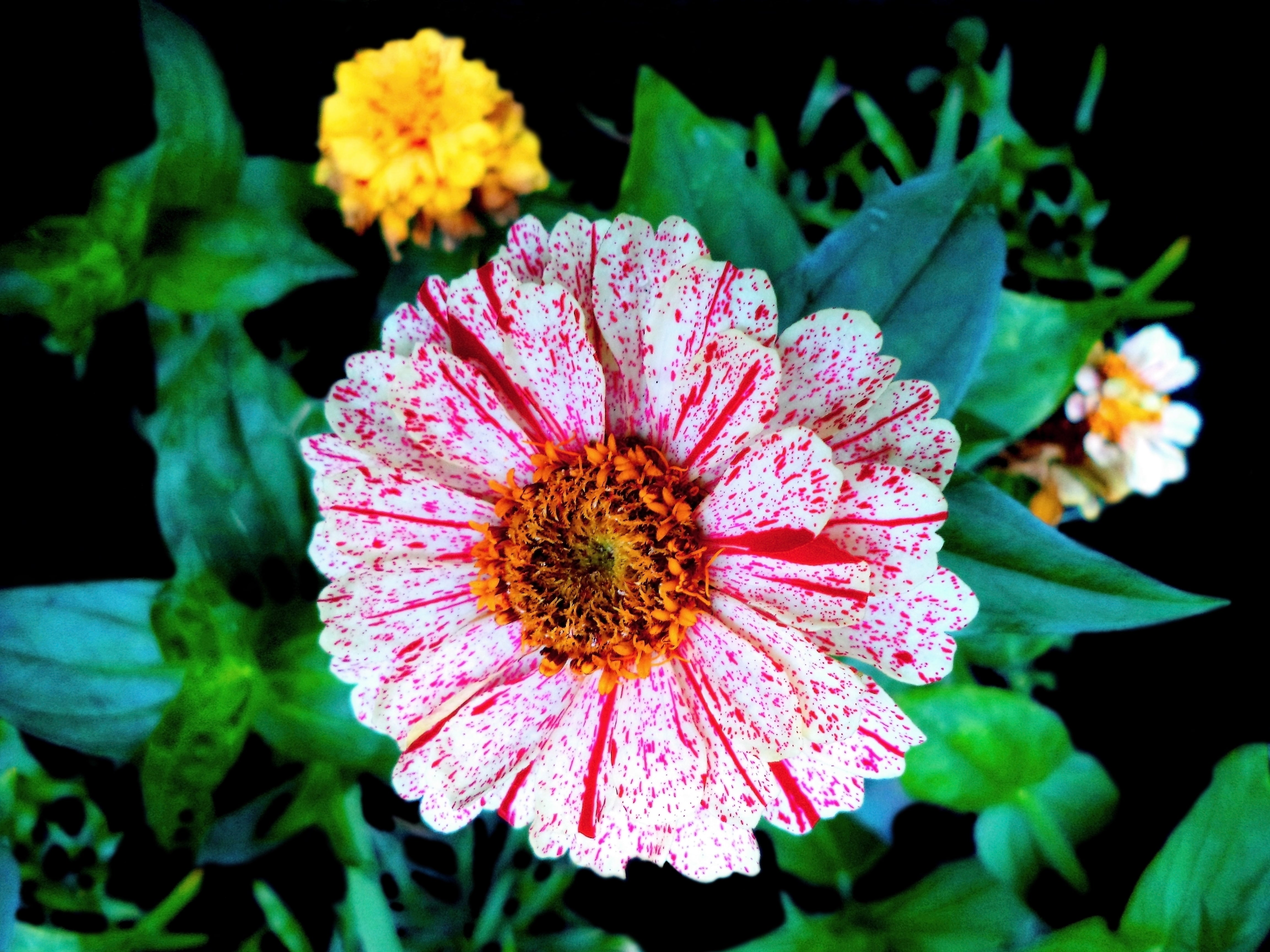 150 CANDY STRIPE ZINNIA Mix Elegans Flower Seeds Mixed Colors with Red Stripes