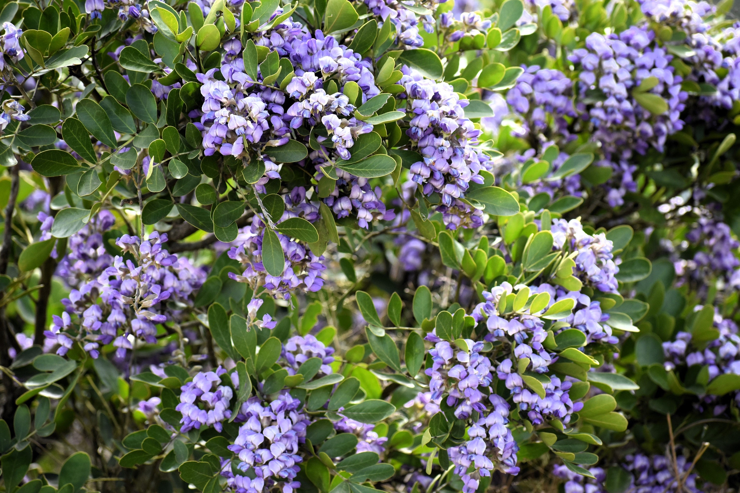 10 TEXAS Mountain LAUREL Sophora Secundiflora Mescal Tree Purple Flower Seeds