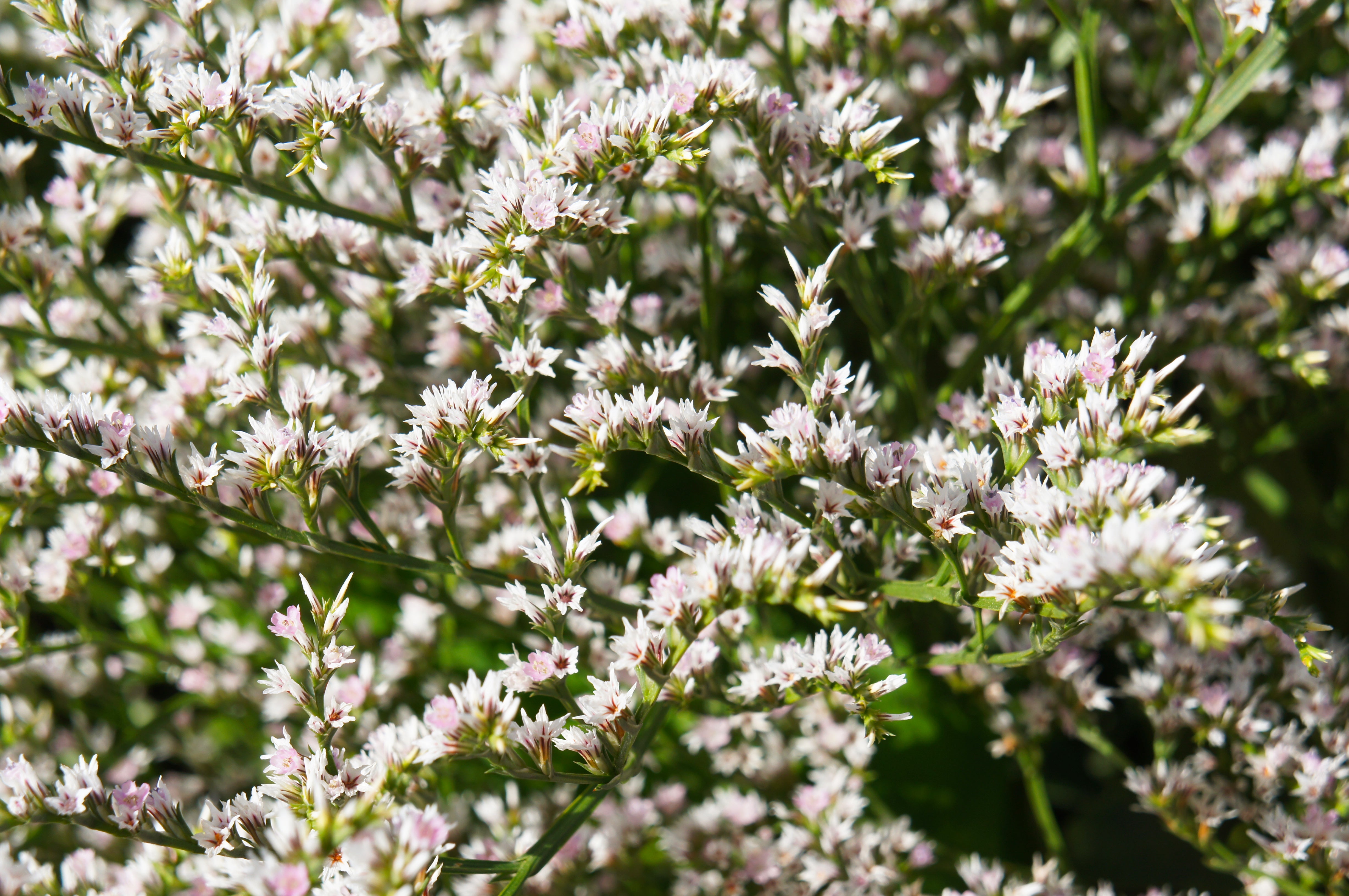 30 GERMAN STATICE White Sea Lavender Goniolimon Tataricum Limonium Flower Seeds