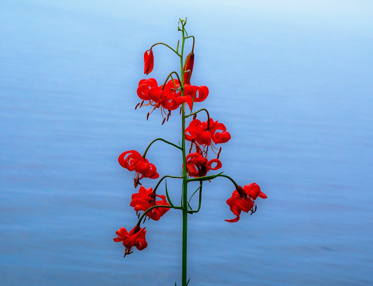 10 CORAL LILY Siberian Turk's Cap Lilium Pumilum Coral Red Fragrant Flower Seeds