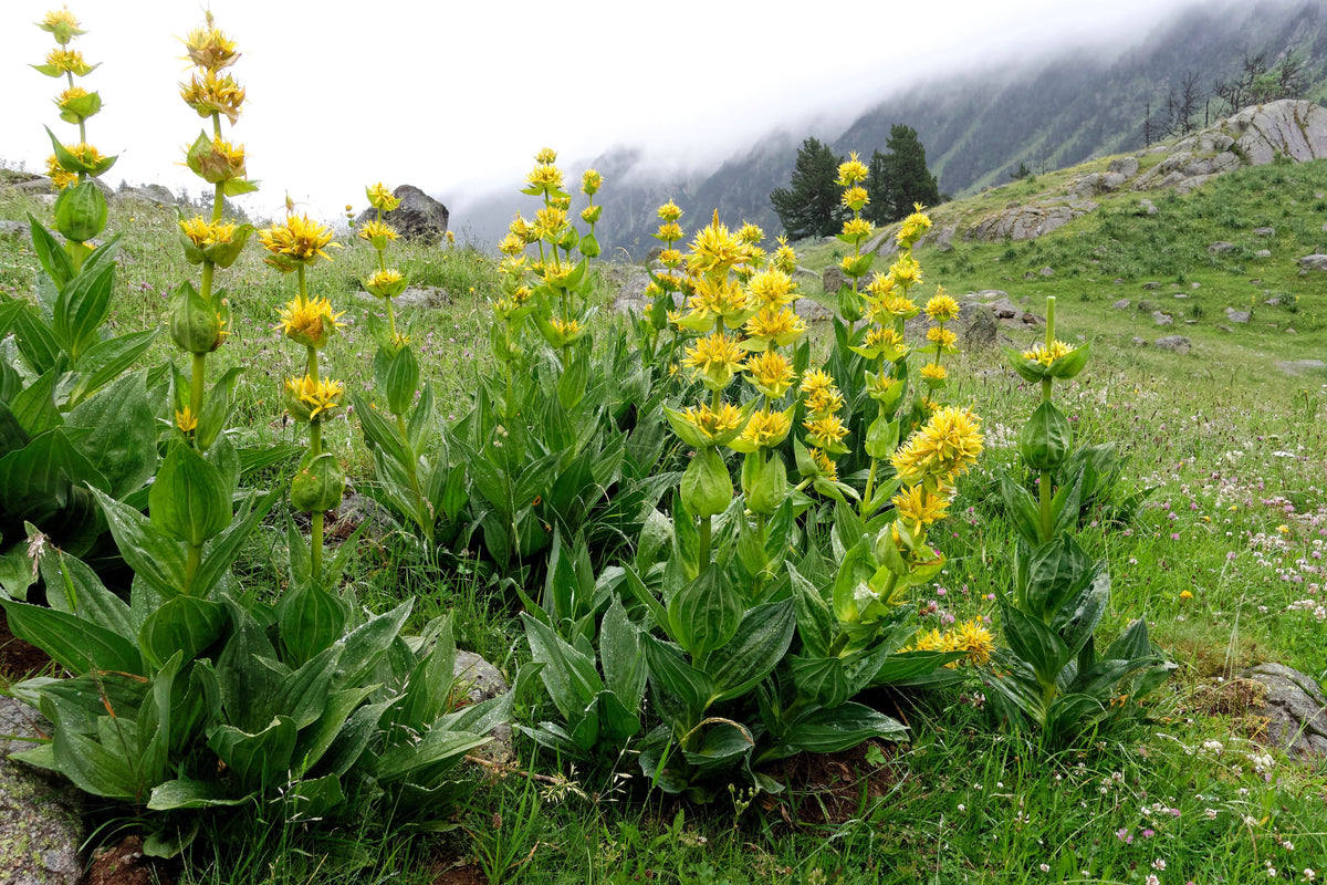 30 GREAT YELLOW GENTIAN Gentiana Lutea Herb Flower Seeds