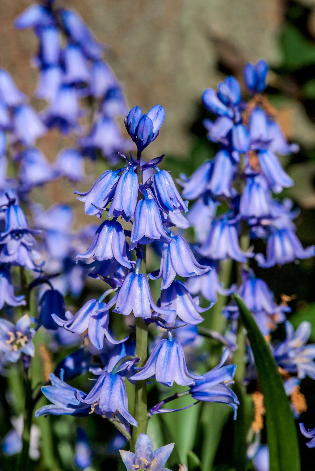 10 WOOD HYACINTH Mixed Colors English Woodland Spanish Bluebell Scilla Campanulata Hyacinthoides Hispanica Pink Purple White Flower Seeds
