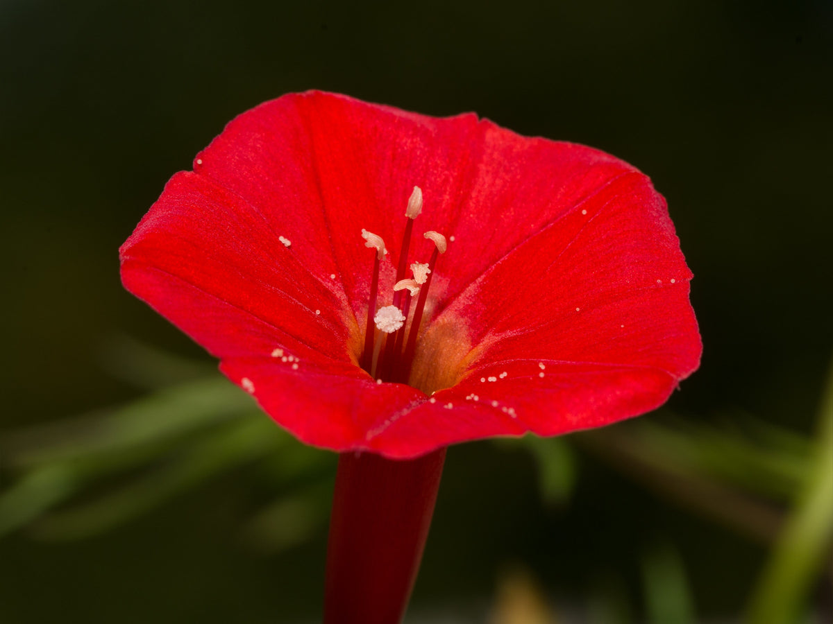 30 CARDINAL CLIMBER VINE Ipomea Quamoclit Red Flower Seeds