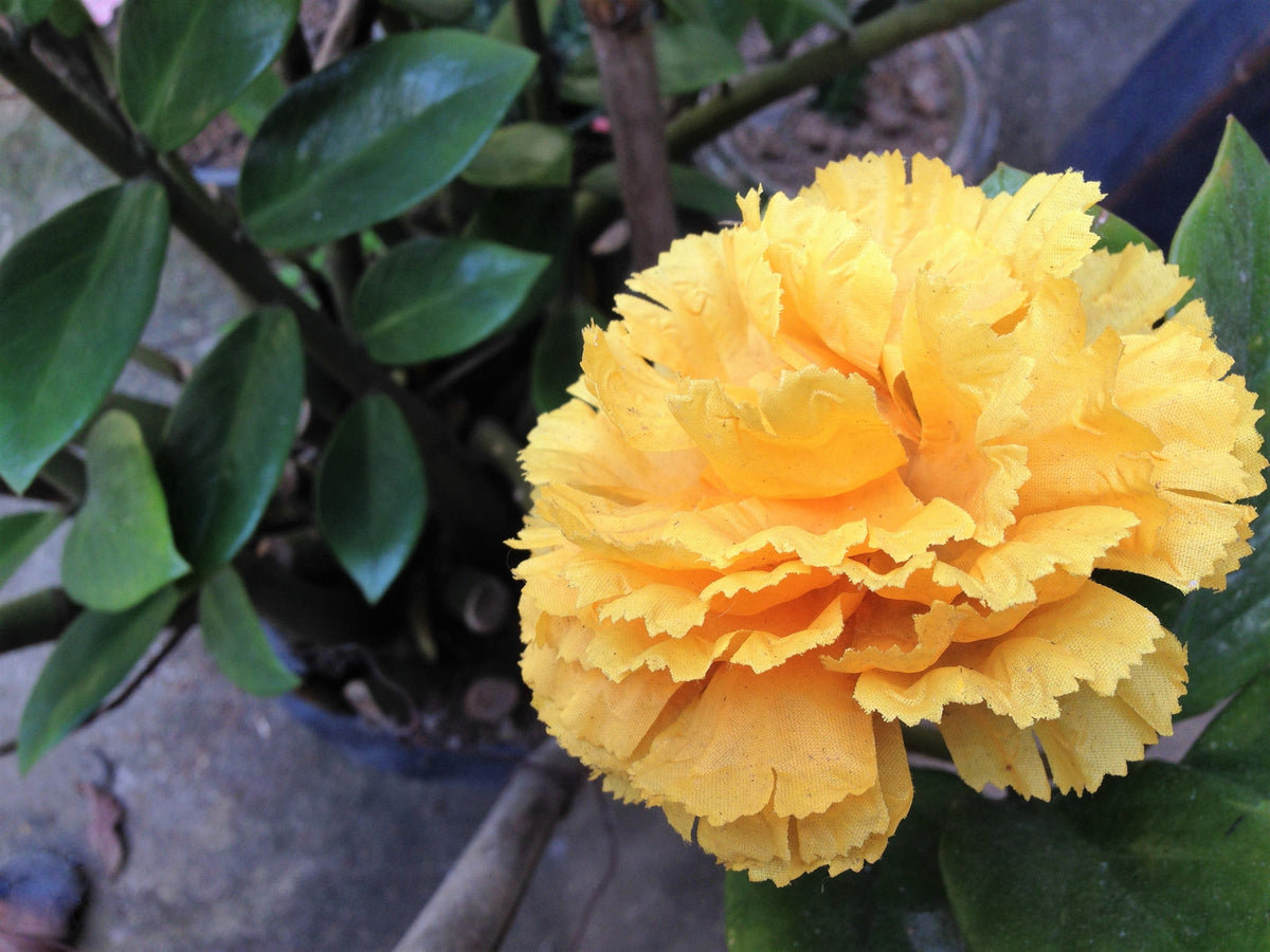 50 YELLOW CARNATION Dianthus Caryophyllus Grenadin Double Flower Seeds