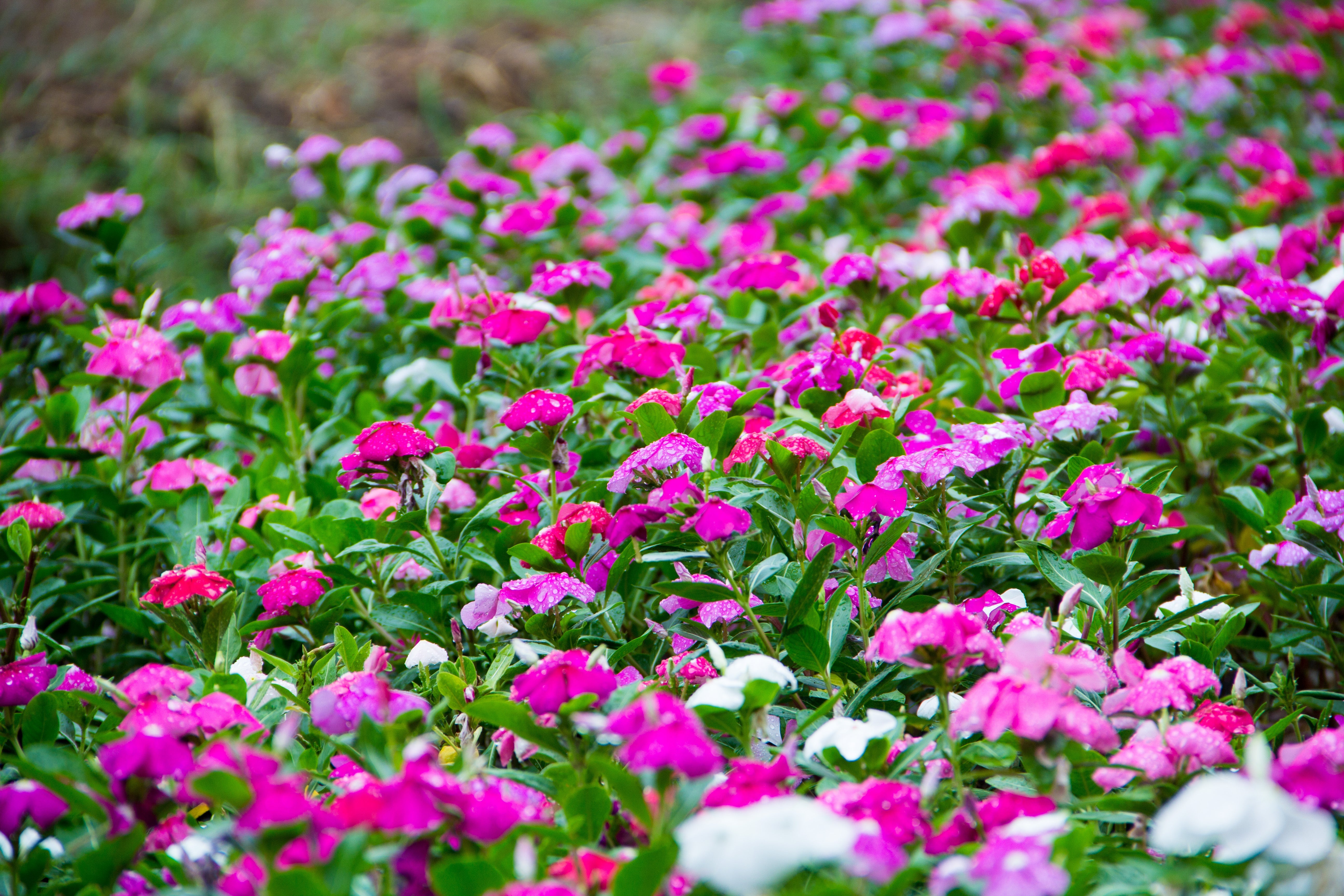 100 DWARF Little MIX PERIWINKLE / Vinca Rosea Flower Seeds