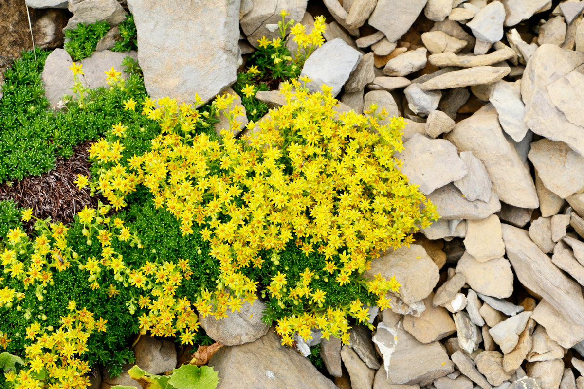 200 GOLDEN CARPET SEDUM Acre Gold Moss Stonecrop Flower Seeds