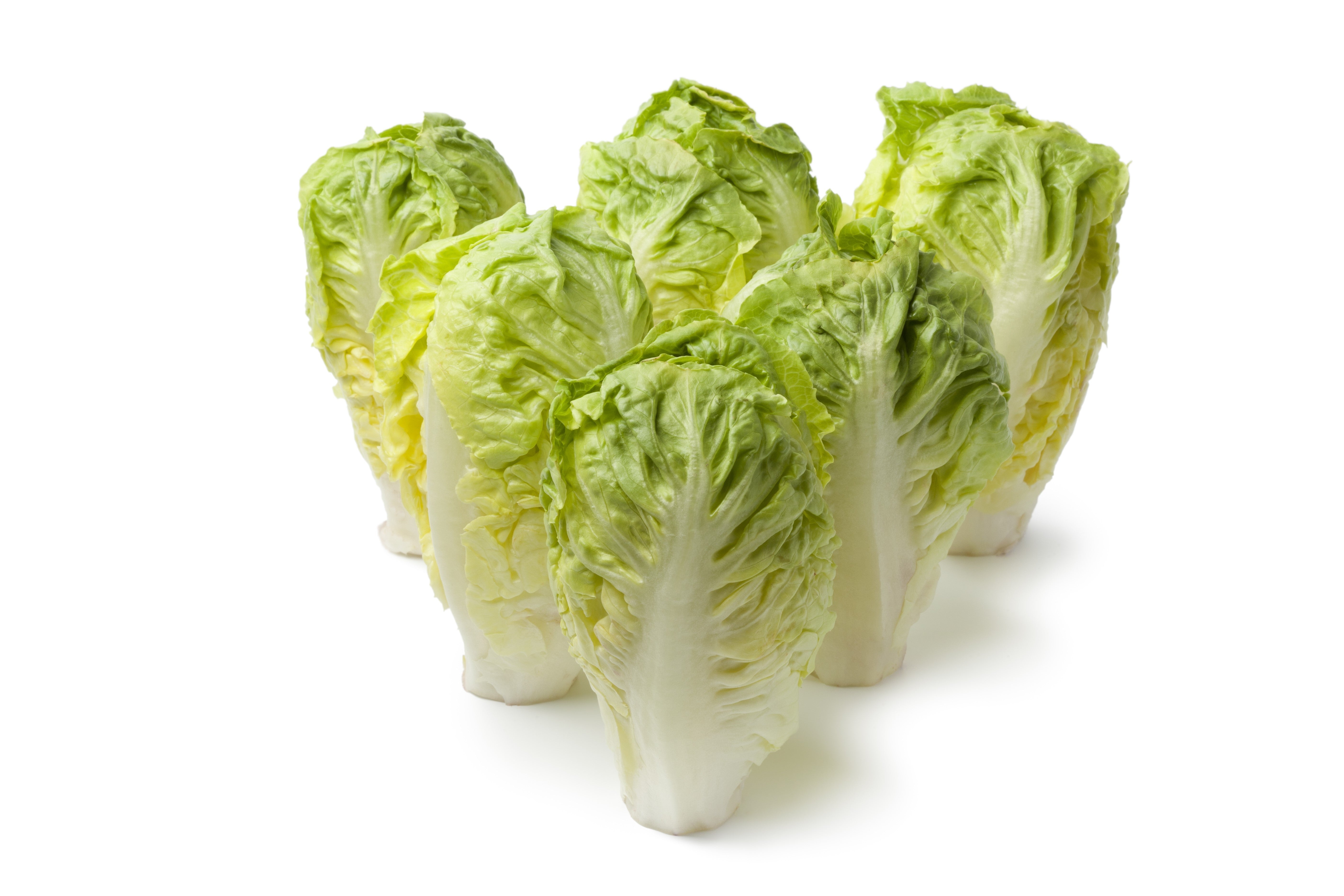 3000 LITTLE GEM LETTUCE Small Romaine Butterhead Lactuca Sativa Vegetable Seeds