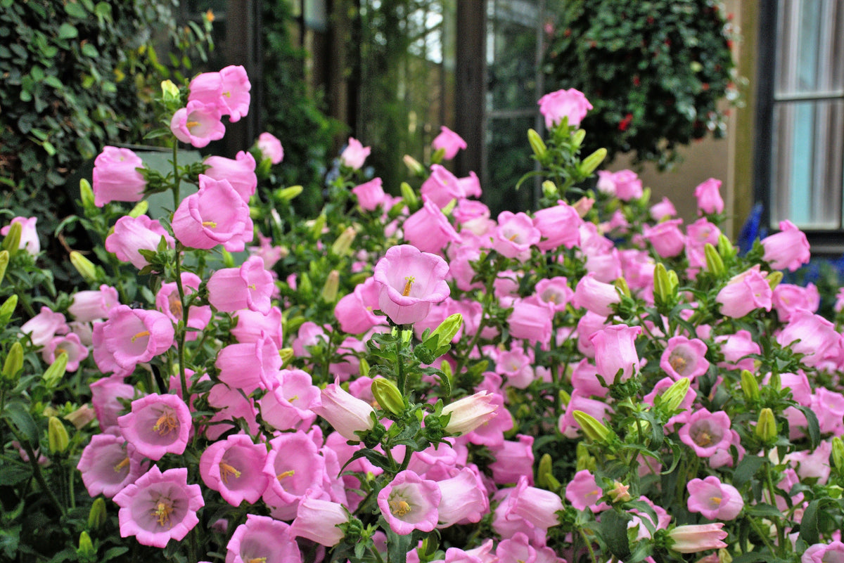 200 Rose Pink CANTERBURY BELLS - CAMPANULA Medium Flower Seeds