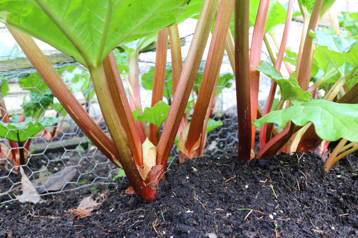 25 GLASKINS PERPETUAL RHUBARB (Pieplant) Rheum Rhabarbarum Fruit Vegetable Seeds