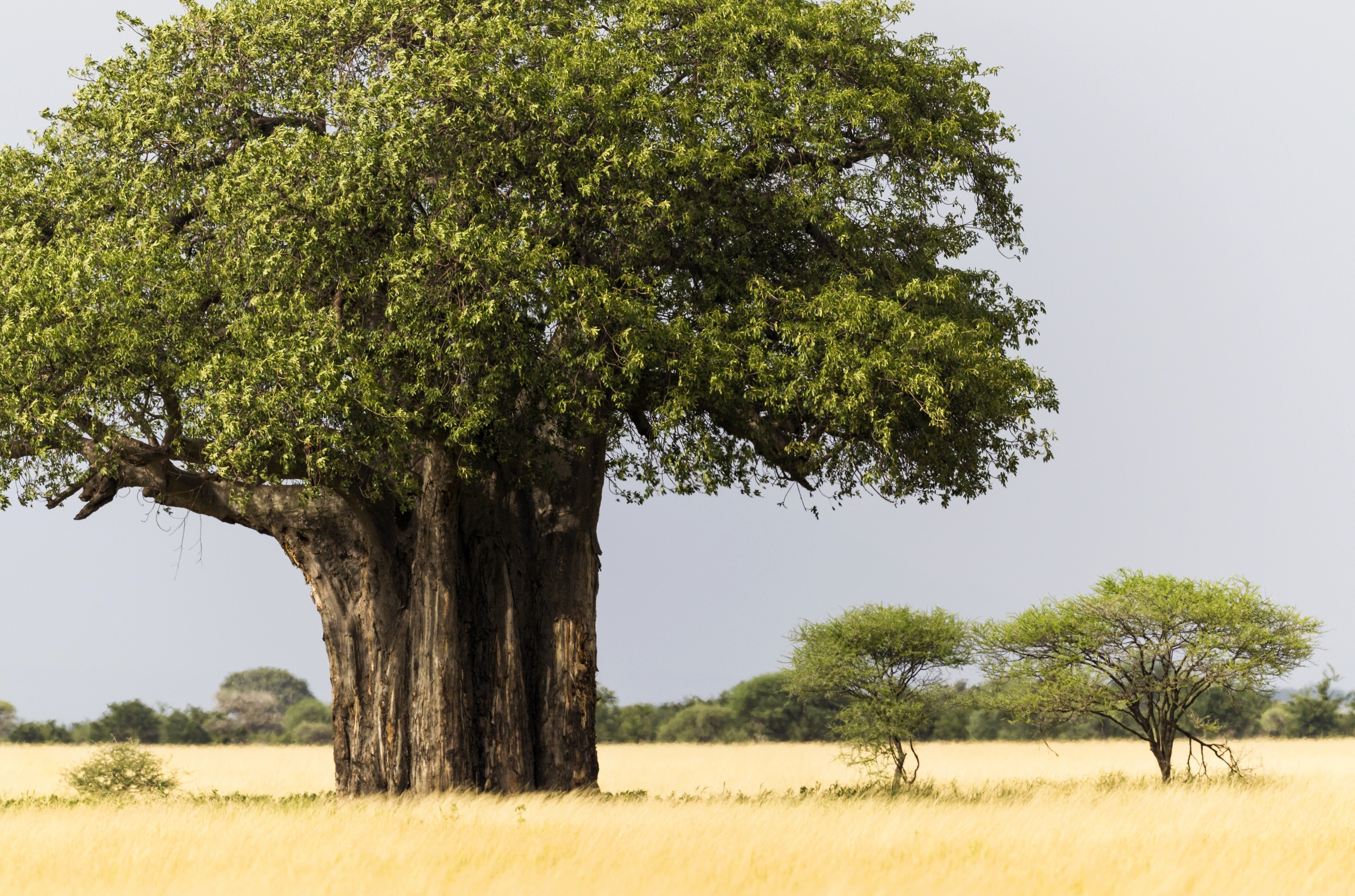 1000 BULK African BAOBAB TREE Adansonia Digitata Monkey Bread Judas Fruit Seeds