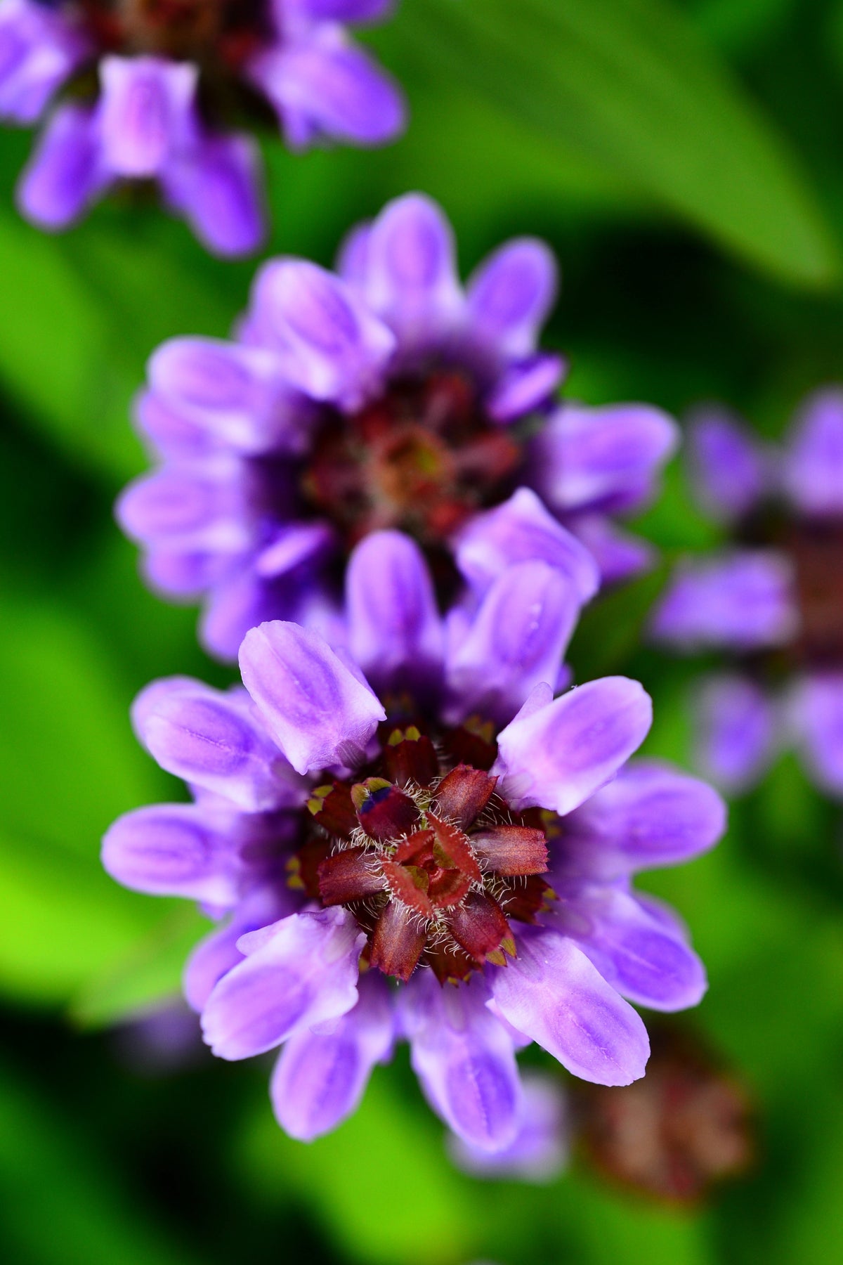 50 PAGODA MIX PRUNELLA Grandiflora Bigflower Selfheal Blue Pink etc Flower Seeds