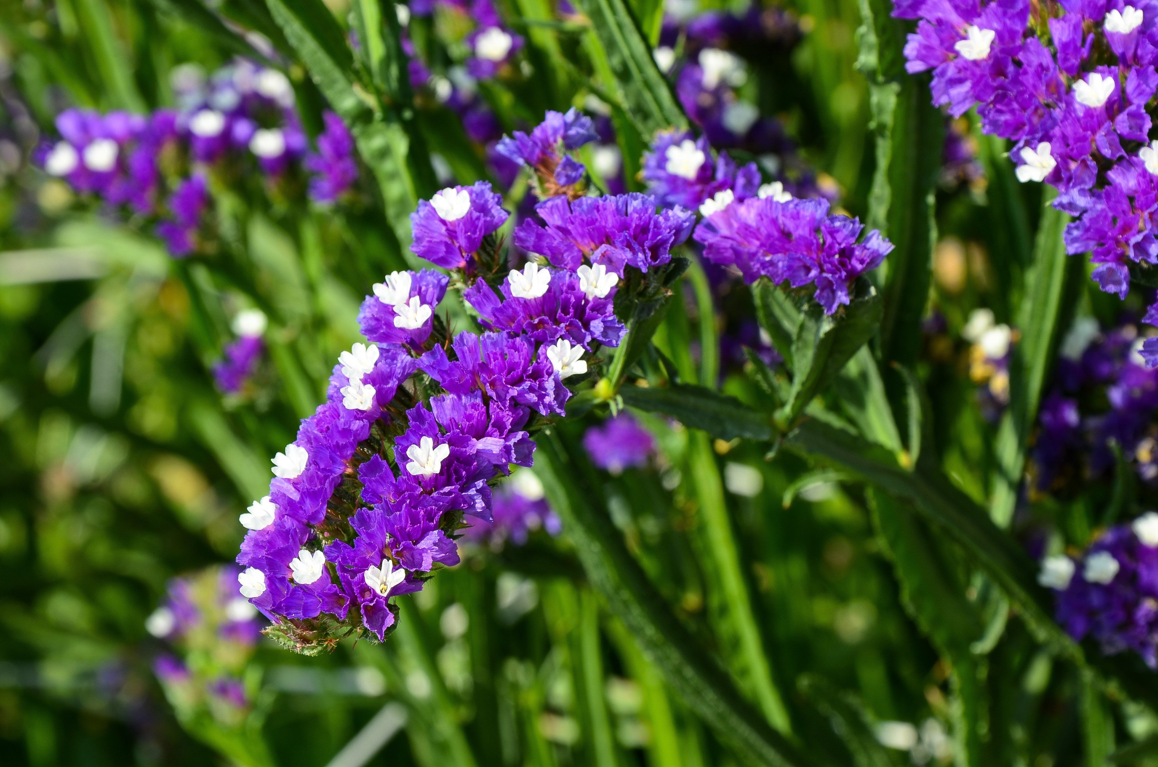 50 Purple STATICE / SEA LAVENDER Limonium Sinuatum Flower Seeds