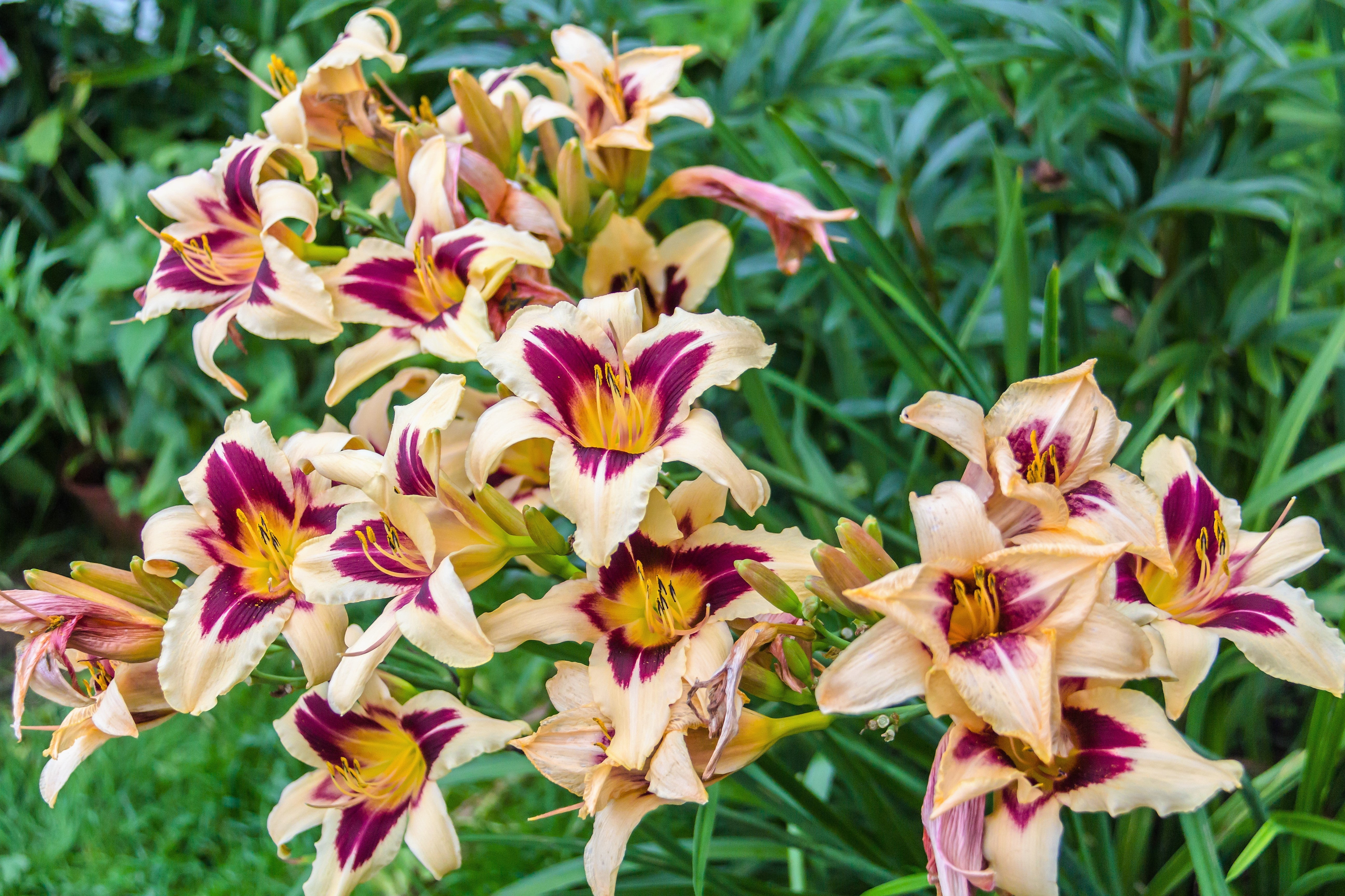 10 MIXED COLORS DAYLILY Hemerocallis Day Lily Fine Mix Red Purple Flower Seeds