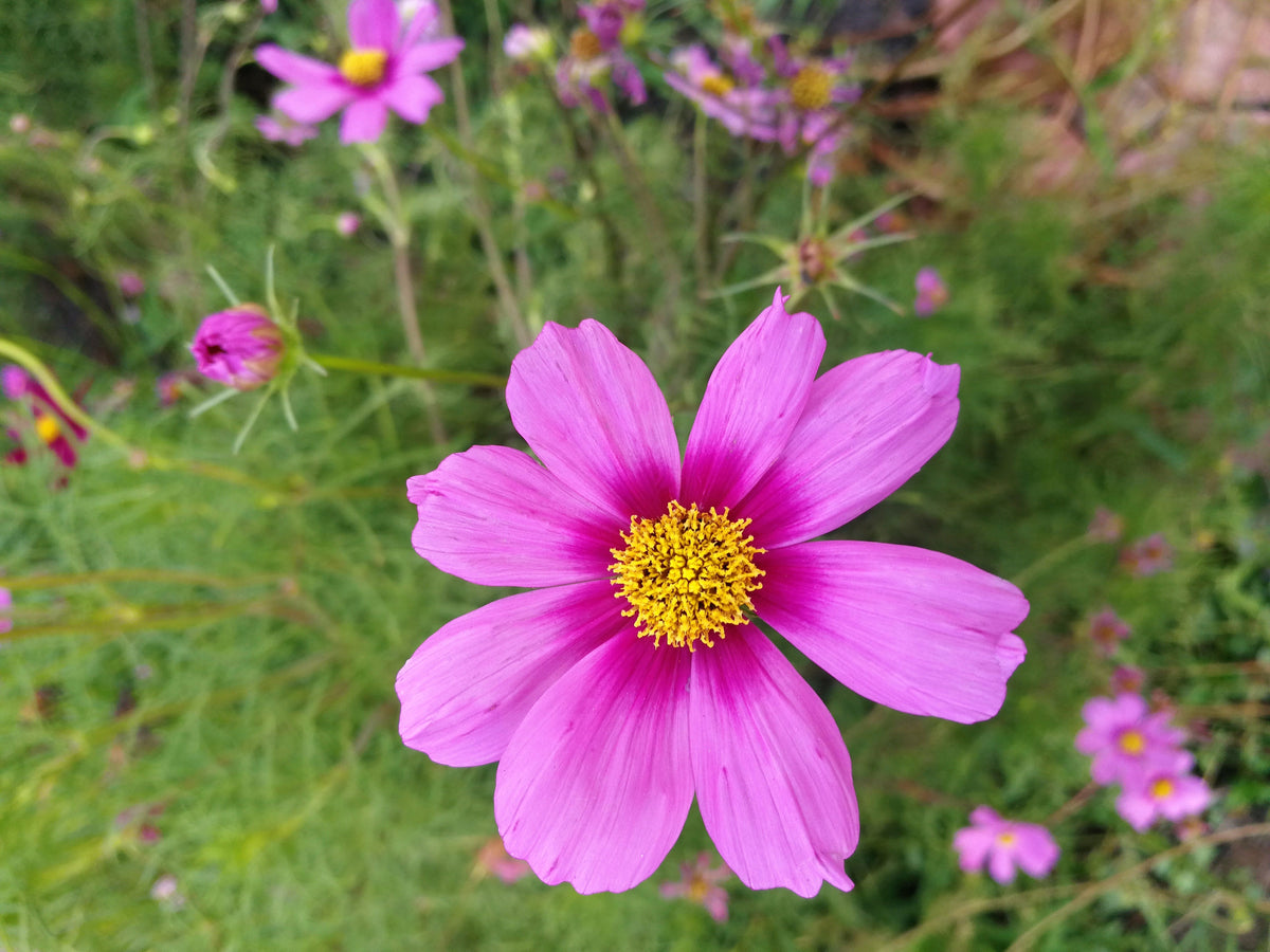 300 GLORIA COSMOS Bipinnatus 2-Tone Pink Fast Growing Flower Seeds