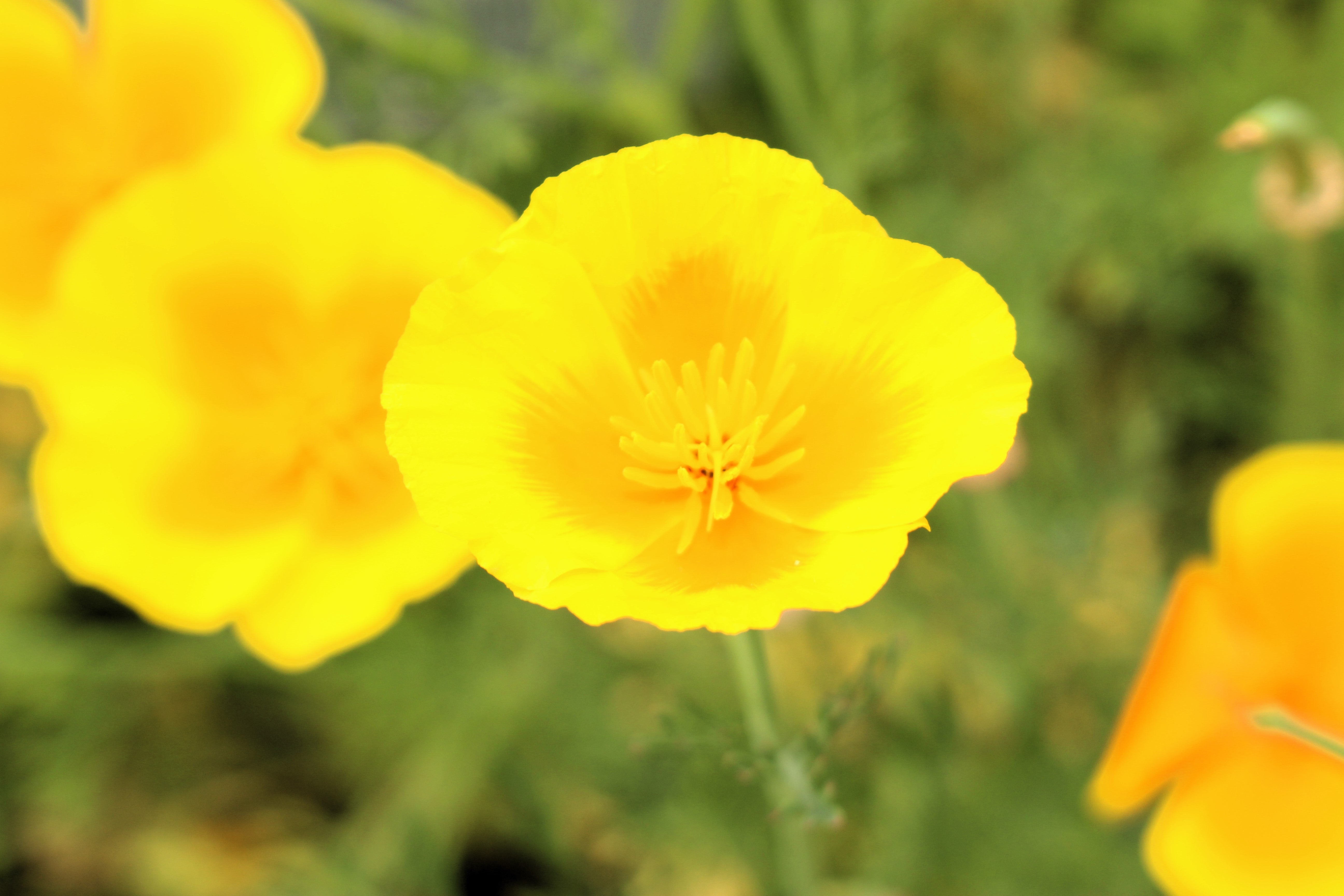 1000 DWARF Yellow CALIFORNIA Tufted POPPY Eschscholzia Caespitosa Flower Seeds