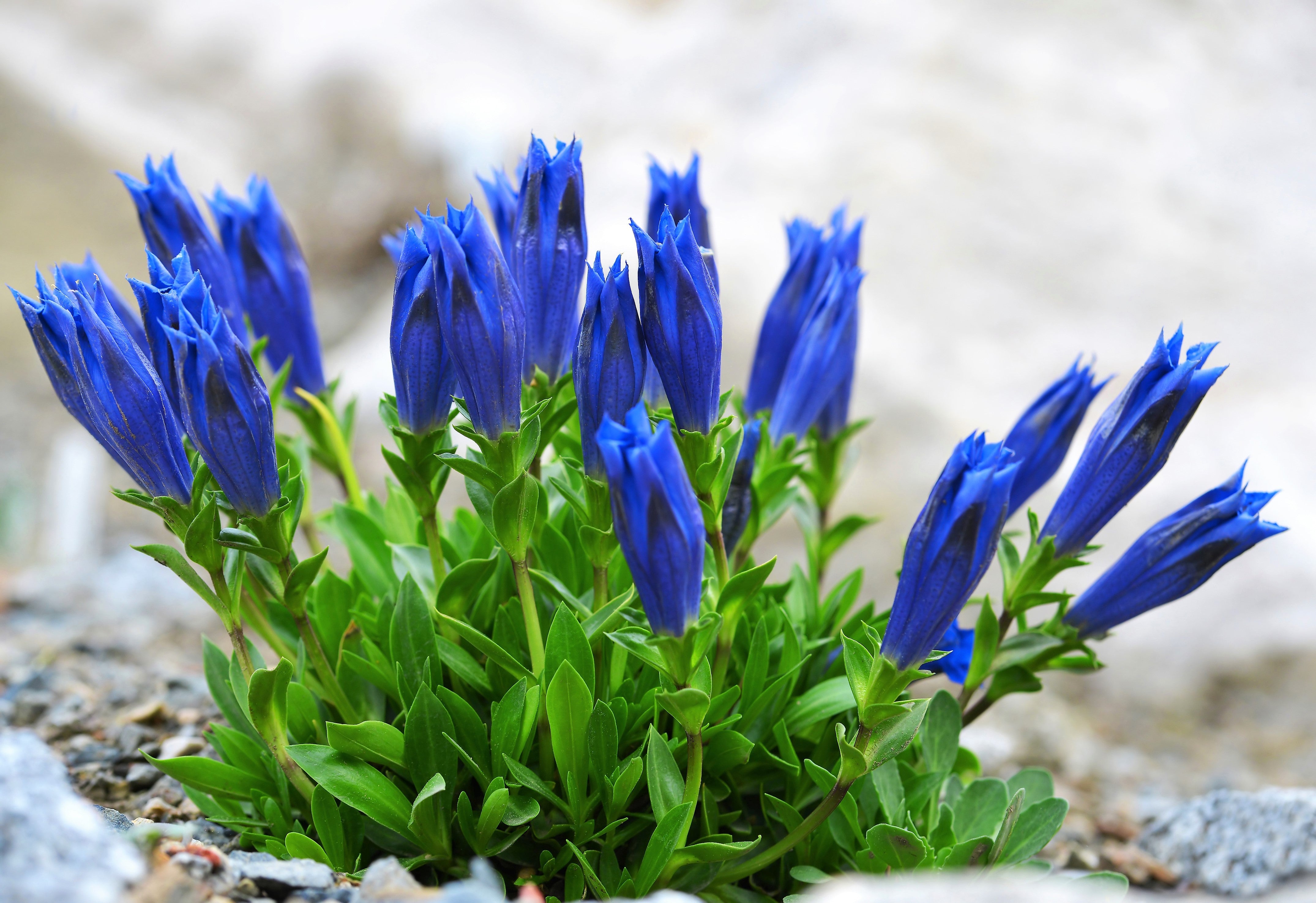 15 Blue STEMLESS GENTIAN Gentiana Acaulis Kochiana Flower Seeds