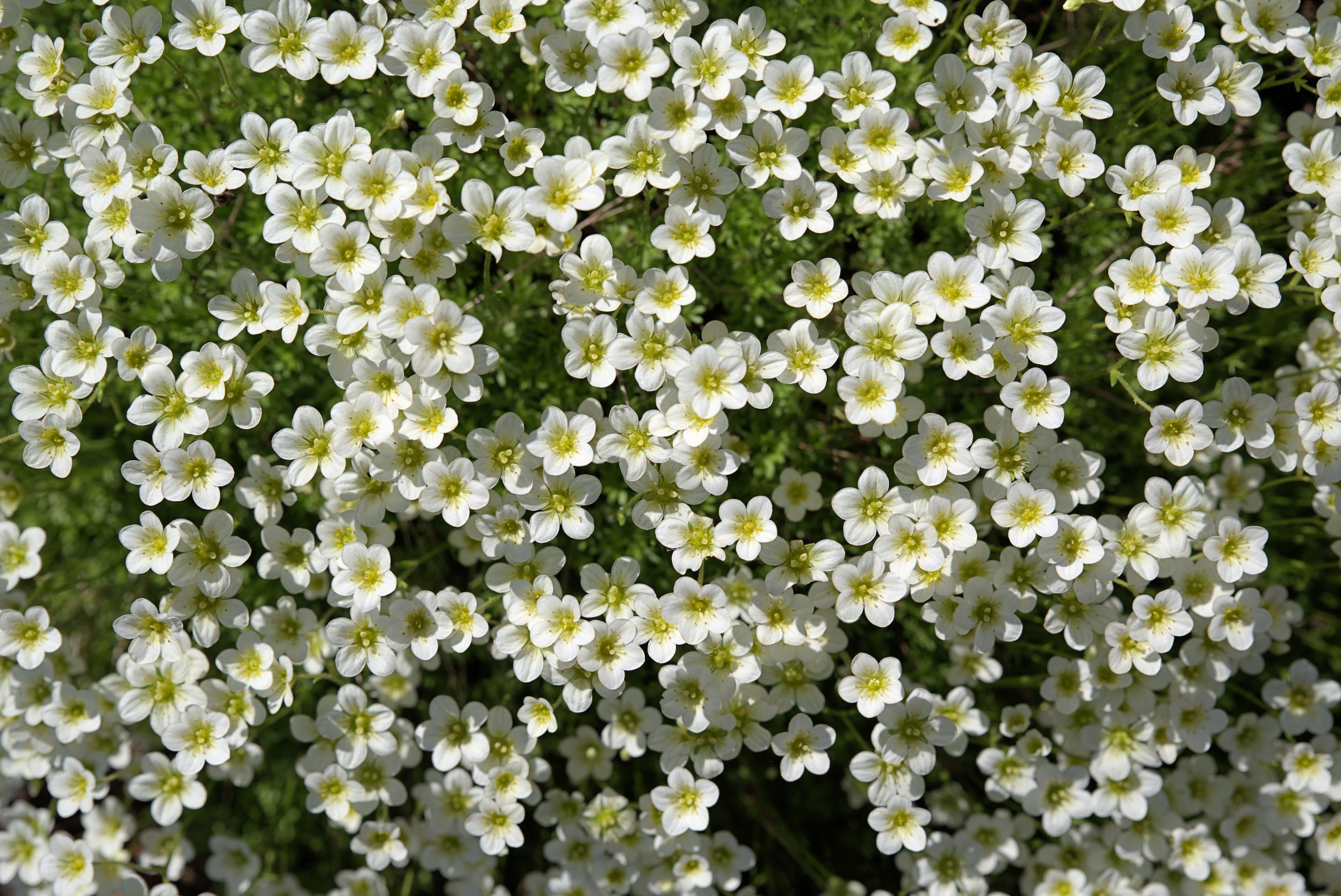 50 IRISH MOSS Groundcover Heath Pearlwort Sagina Subulata White Flower Seeds