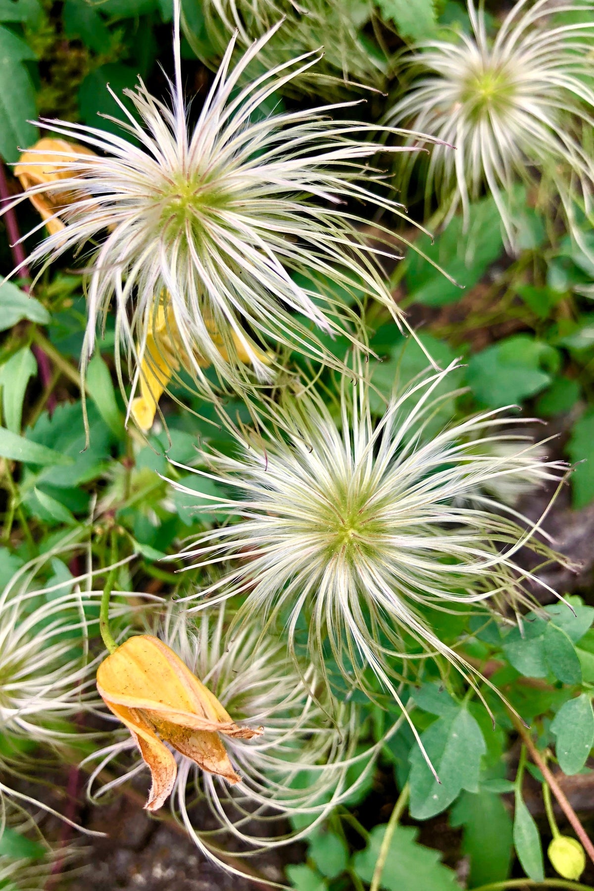 10 Yellow CLEMATIS RADAR LOVE Vine Climber Clematis Tangutica Flower Seeds