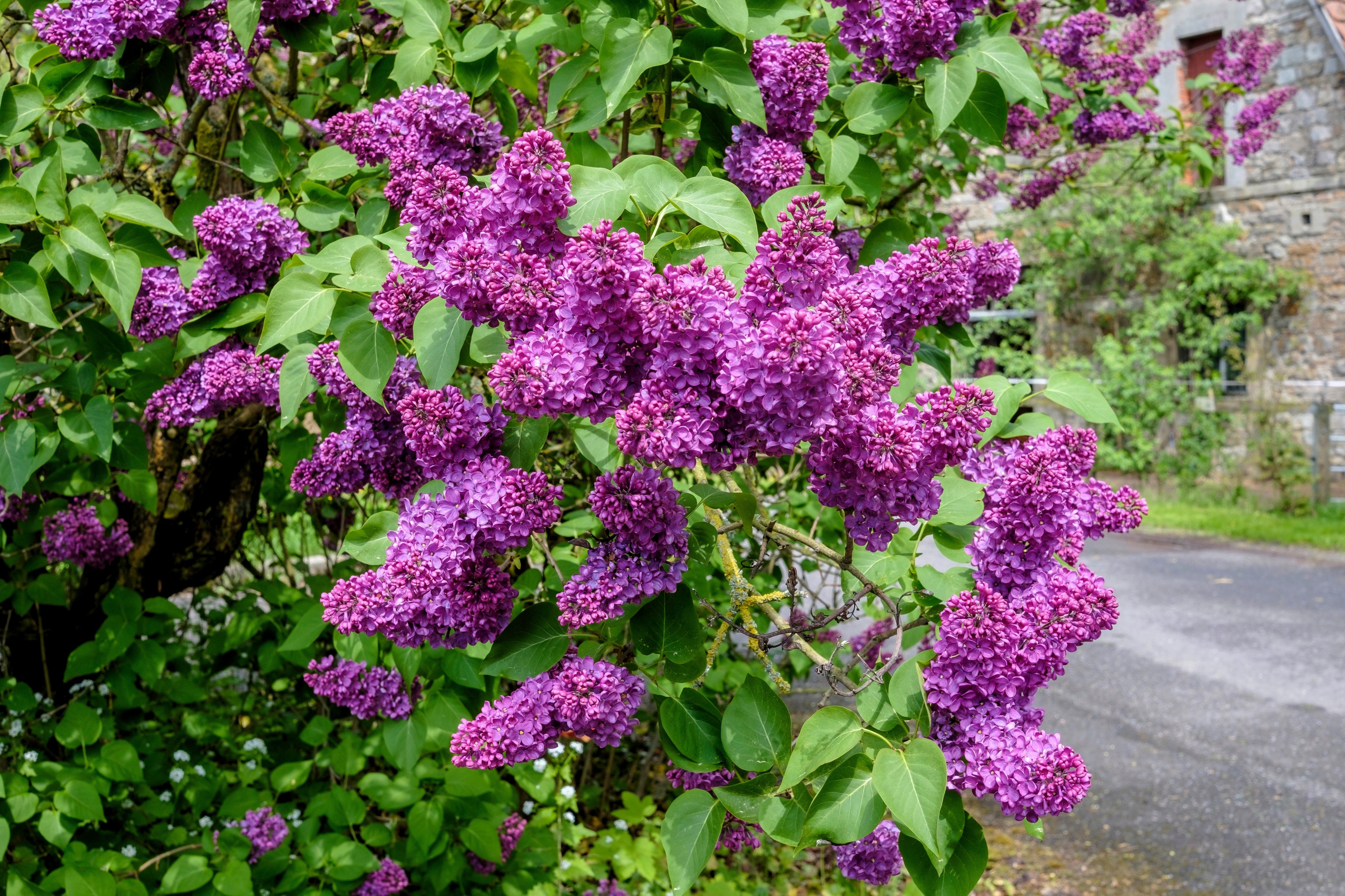25 FRENCH / Old FASHIONED LILAC Syringa Vulgaris Flower Shrub Bush Seeds