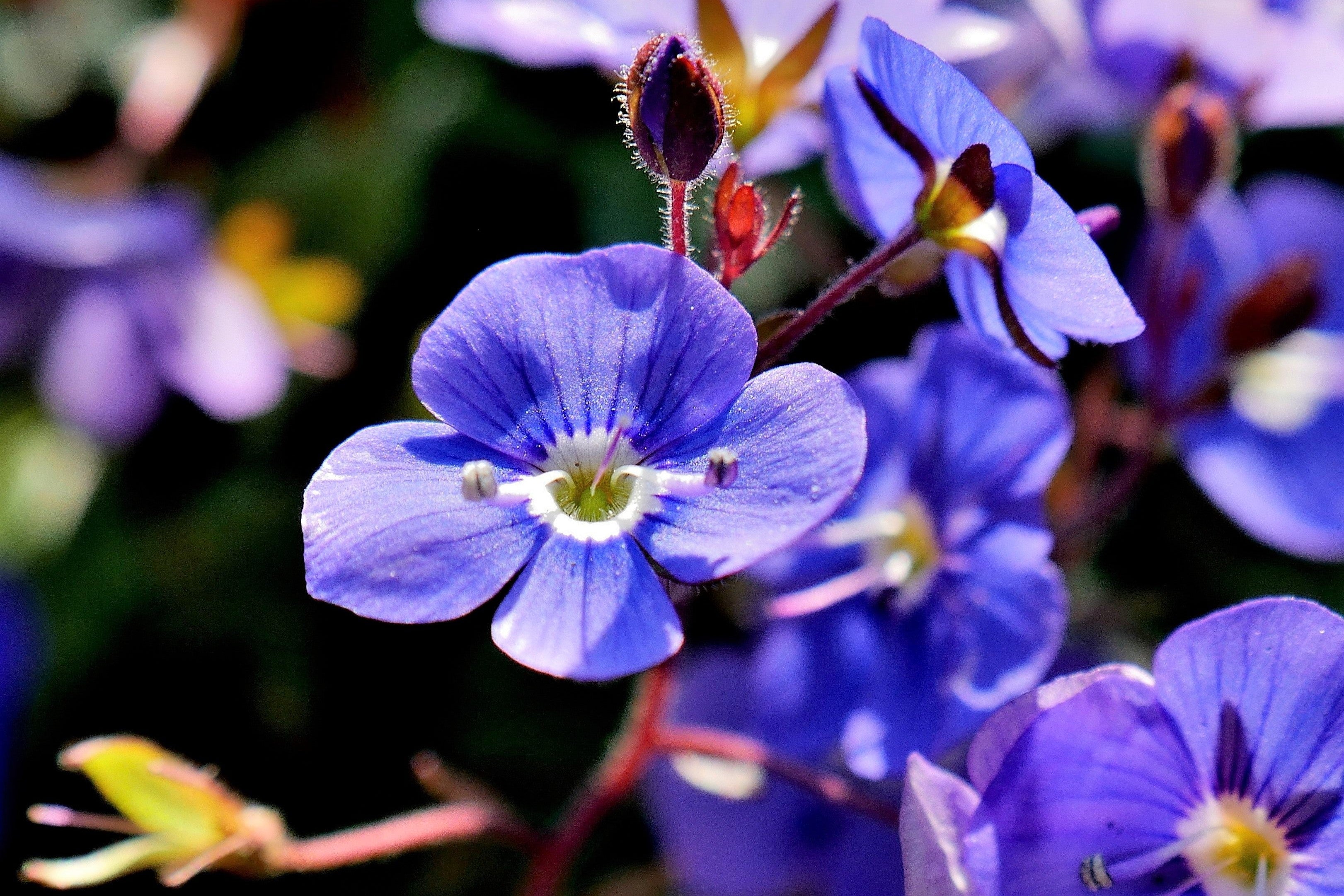 25 CREEPING BLUE SPEEDWELL Veronica Repens Groundcover Flower Seeds
