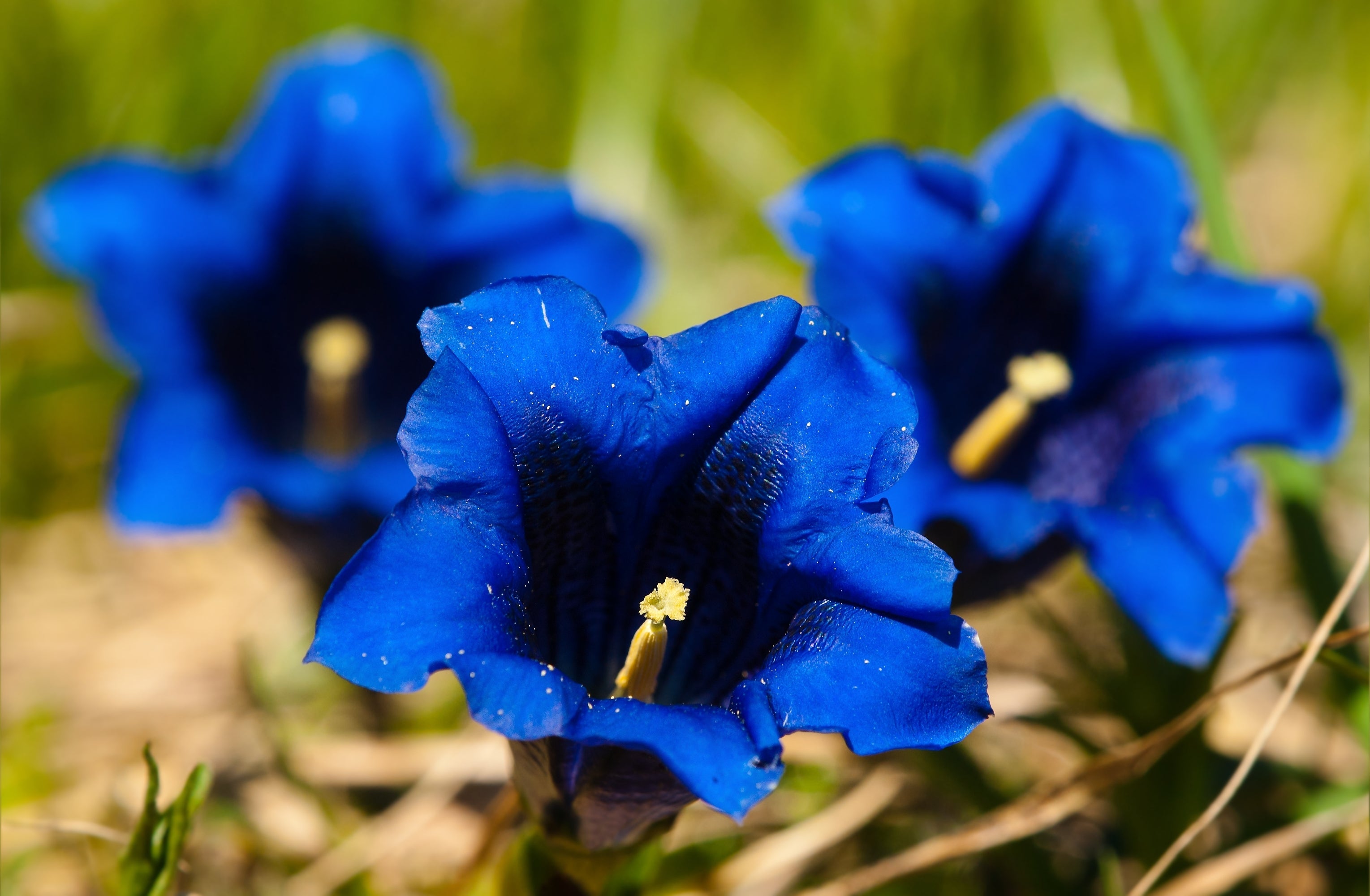 15 Blue STEMLESS GENTIAN Gentiana Acaulis Kochiana Flower Seeds