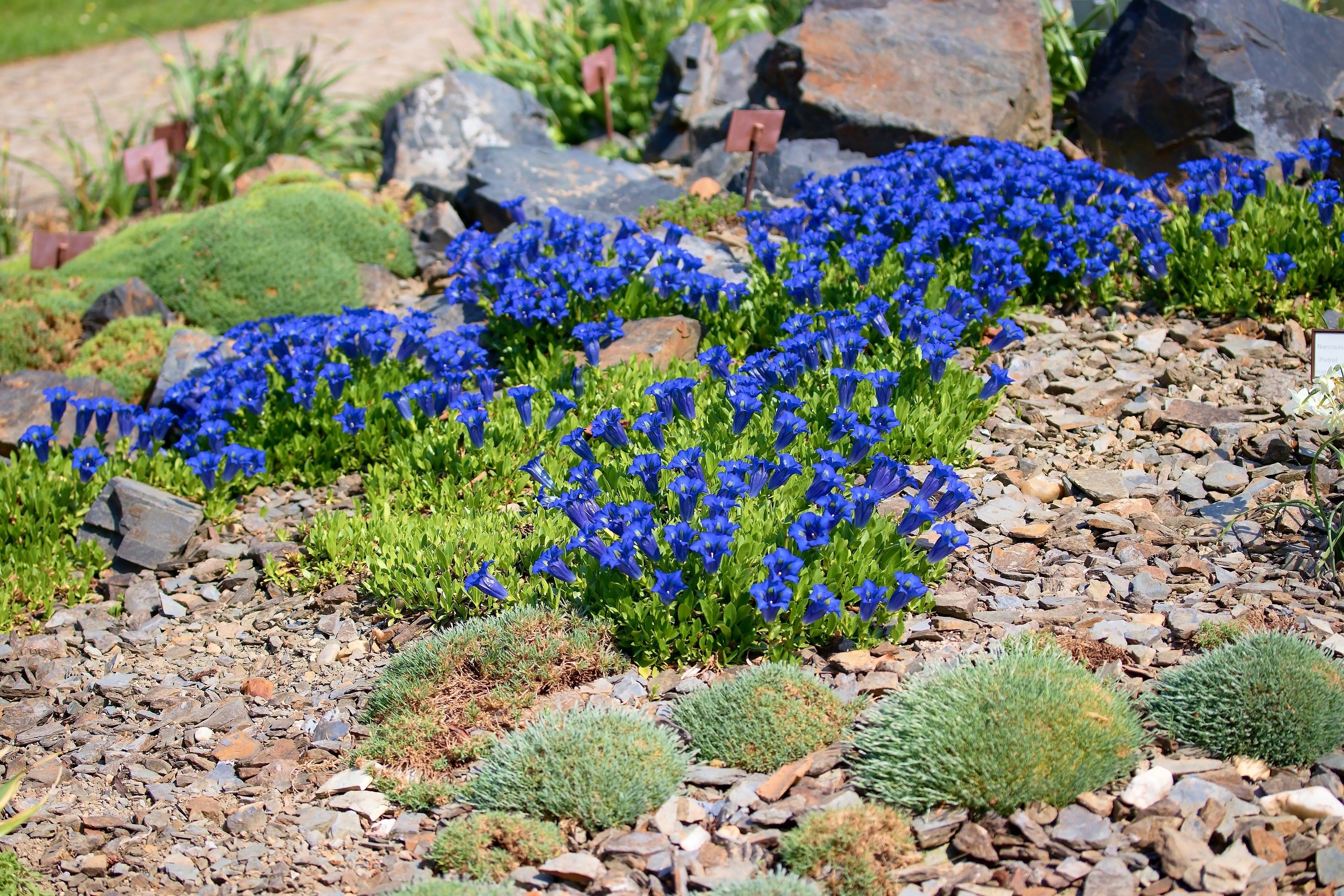 15 Blue STEMLESS GENTIAN Gentiana Acaulis Kochiana Flower Seeds