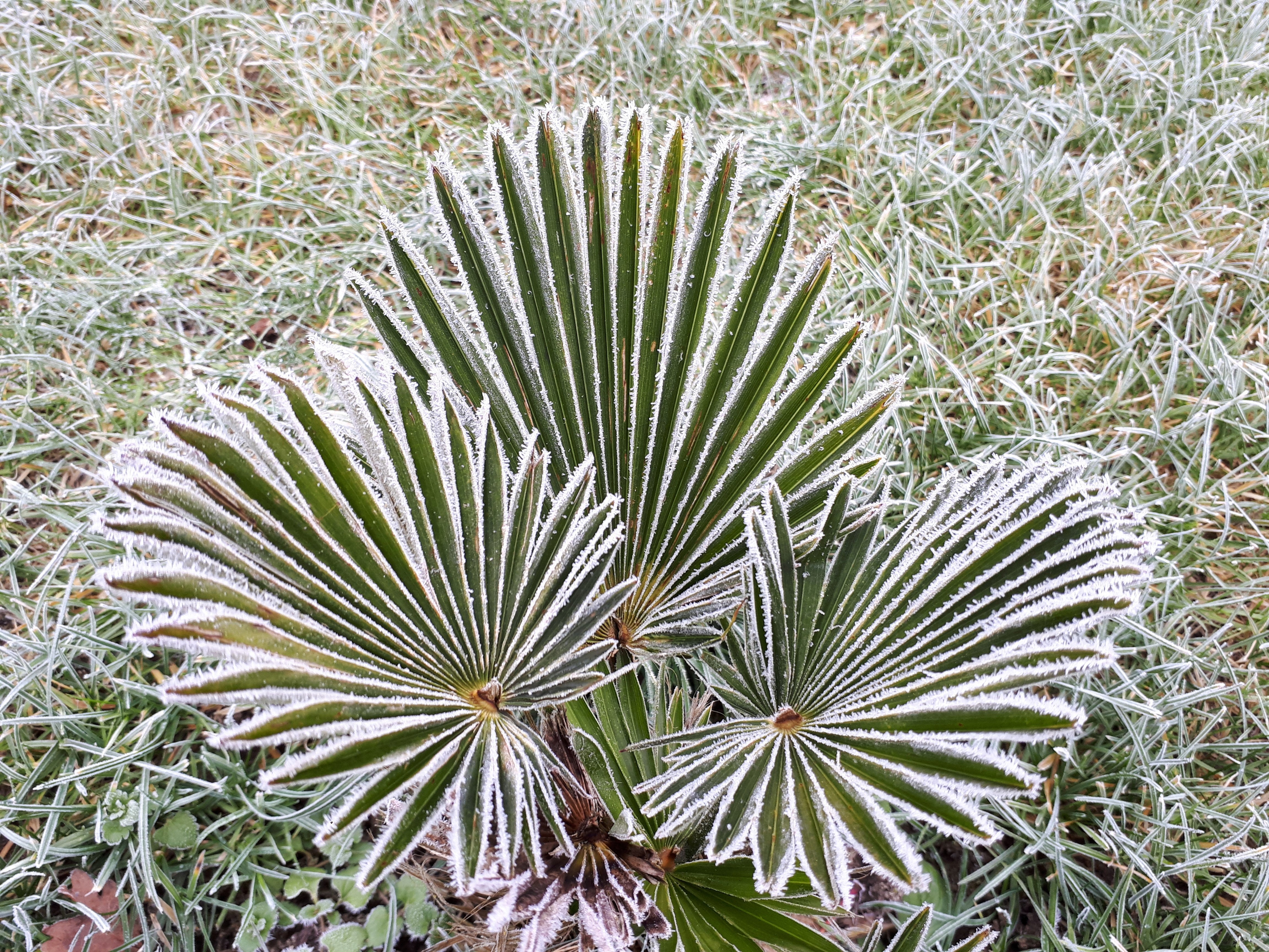 10 WAGNER WINDMILL PALM Dwarf Chusa Trachycarpus Fortunei Wagnerianus Tree Houseplant Seeds