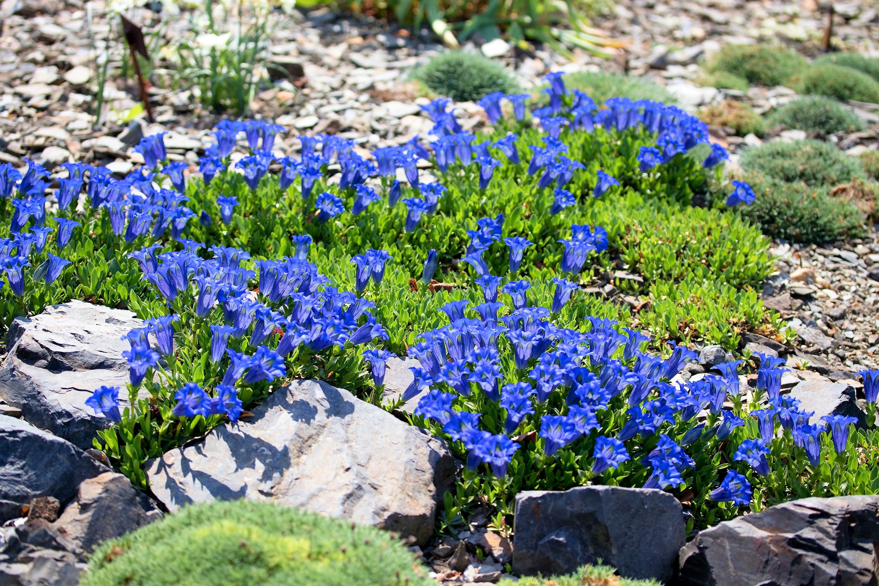 15 Blue STEMLESS GENTIAN Gentiana Acaulis Kochiana Flower Seeds