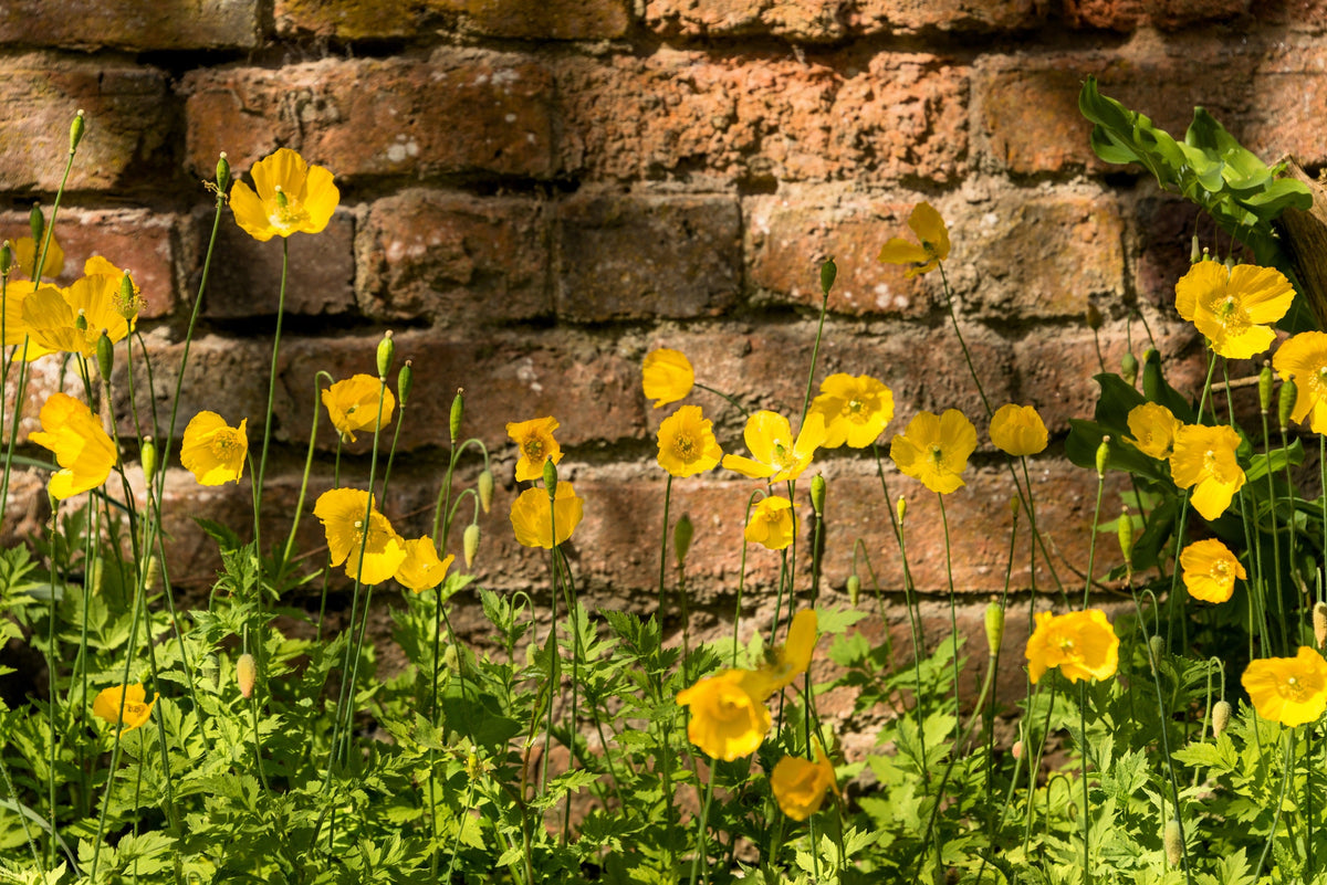 20 Yellow WELSH POPPY Meconopsis Papaver Cambricum Perennial Shade Flower Seeds