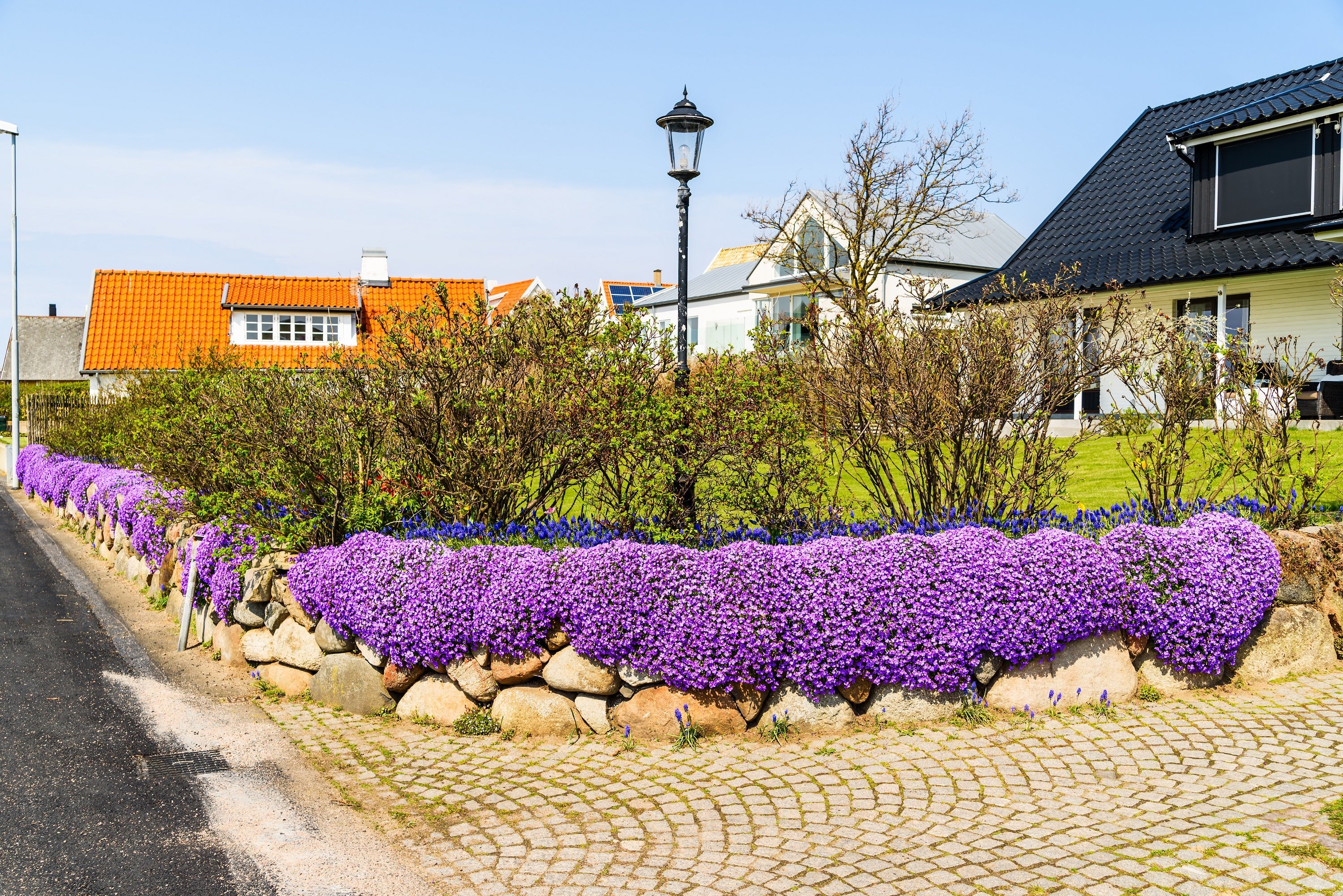 400 RAINBOW ROCKCRESS Rock Cress Large Flowered Aubrieta Cultorum Flower Seeds