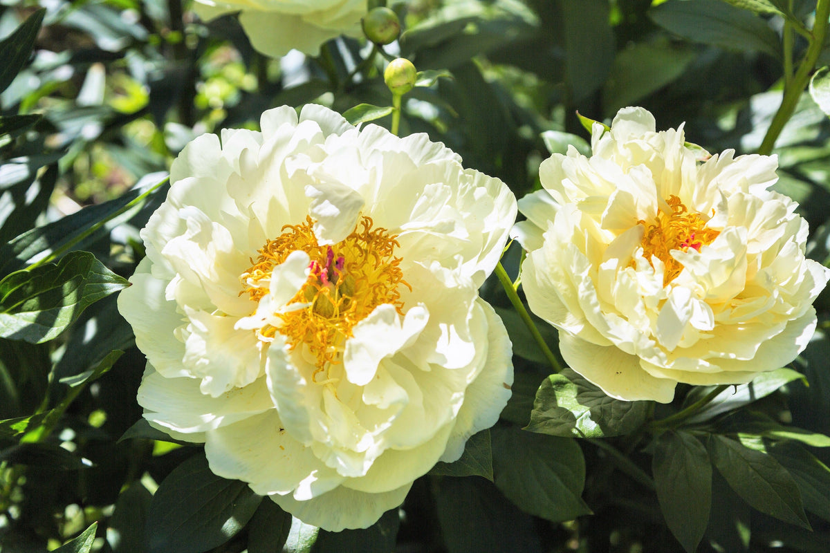 10 TREE PEONY Mountain Paeony Paeonia Suffruticosa Arborea Mixed Colors Red Pink White Purple Yellow Bicolor Flower Shrub Seeds