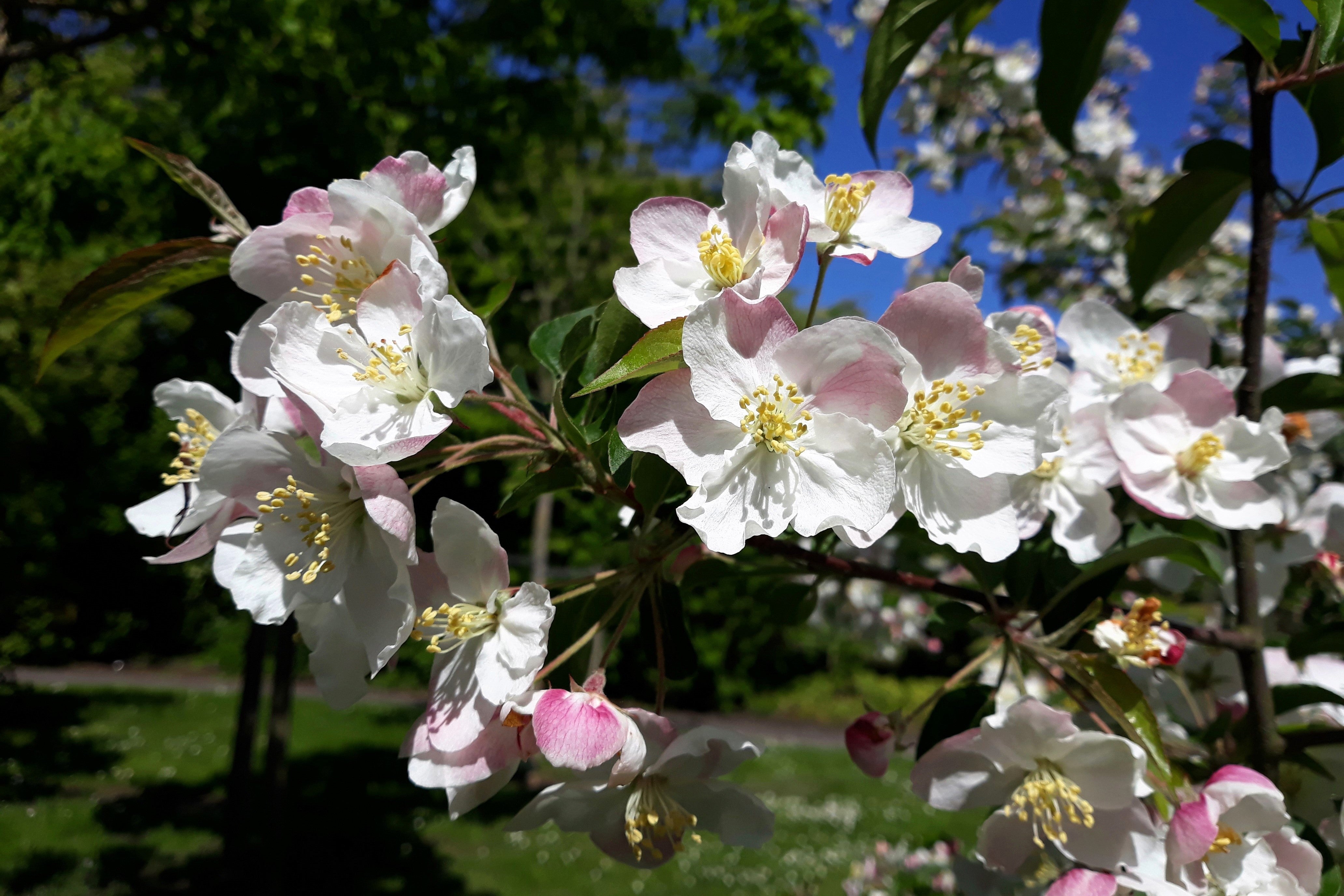 30 Sargent CRAB APPLE Shrub Hummingbird Flower White Red Malus Sargentii Seeds
