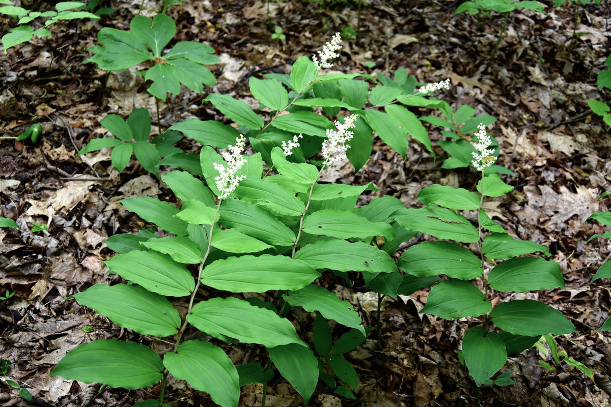 10 SOLOMON'S SPIKE White Western False Seal Maianthemum Racemosum Flower Seeds
