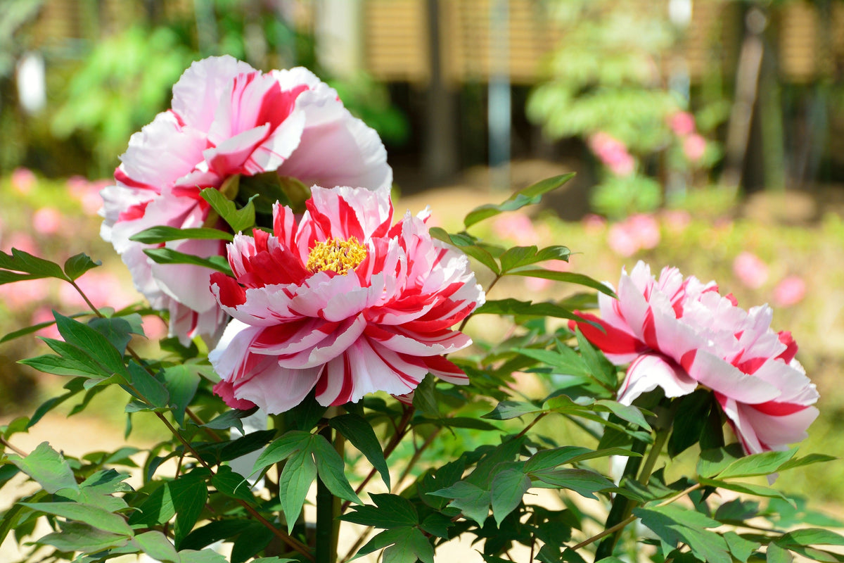 10 TREE PEONY Mountain Paeony Paeonia Suffruticosa Arborea Mixed Colors Red Pink White Purple Yellow Bicolor Flower Shrub Seeds