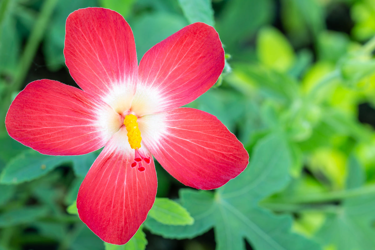 40 AMBRETTE / MUSK MALLOW Hibiscus Abelmoschus Moschatus Flower Seeds