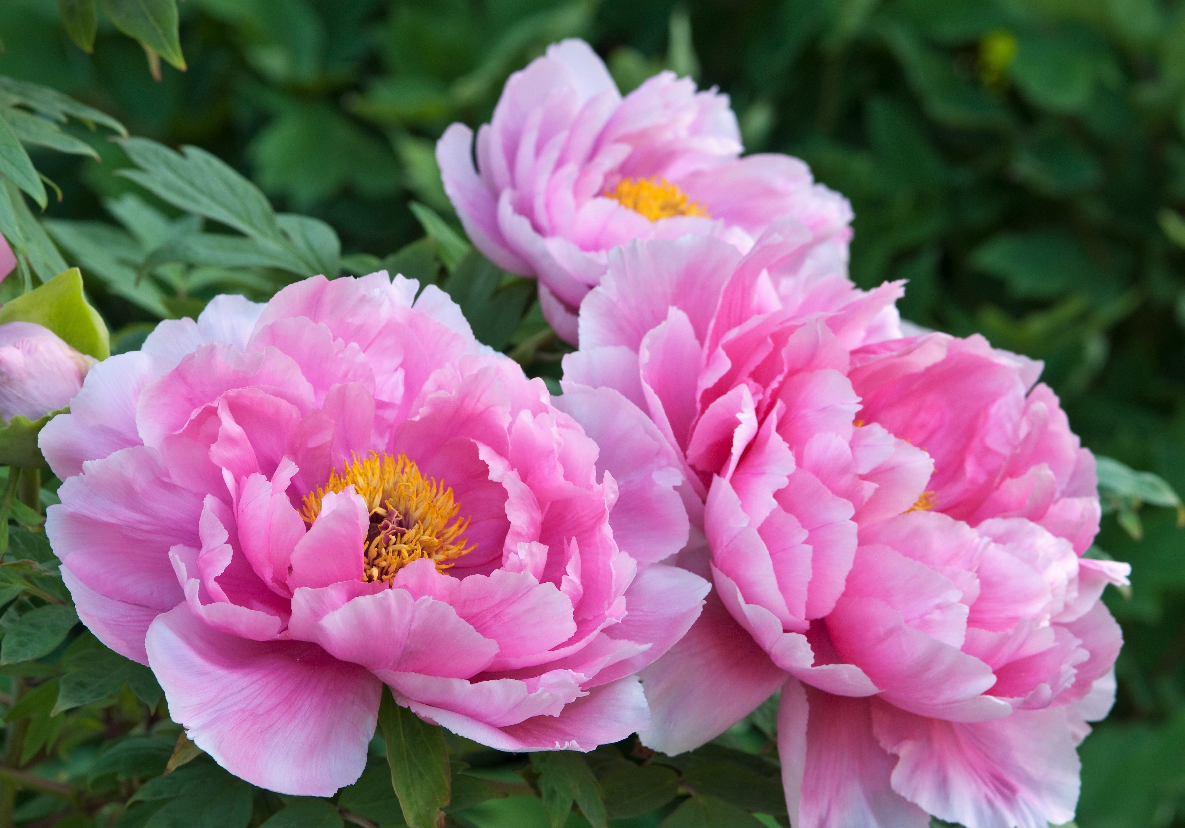 10 TREE PEONY Mountain Paeony Paeonia Suffruticosa Arborea Mixed Colors Red Pink White Purple Yellow Bicolor Flower Shrub Seeds