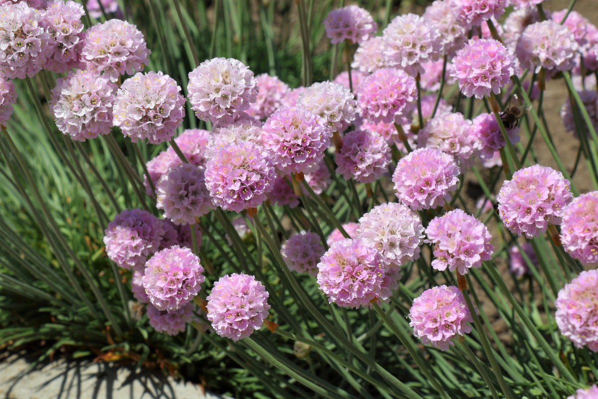 50 SEA THRIFT Armeria Maritima California Sea Pink Cliff Rose Cushion Pink Lavender Native Maritime Flower Seeds