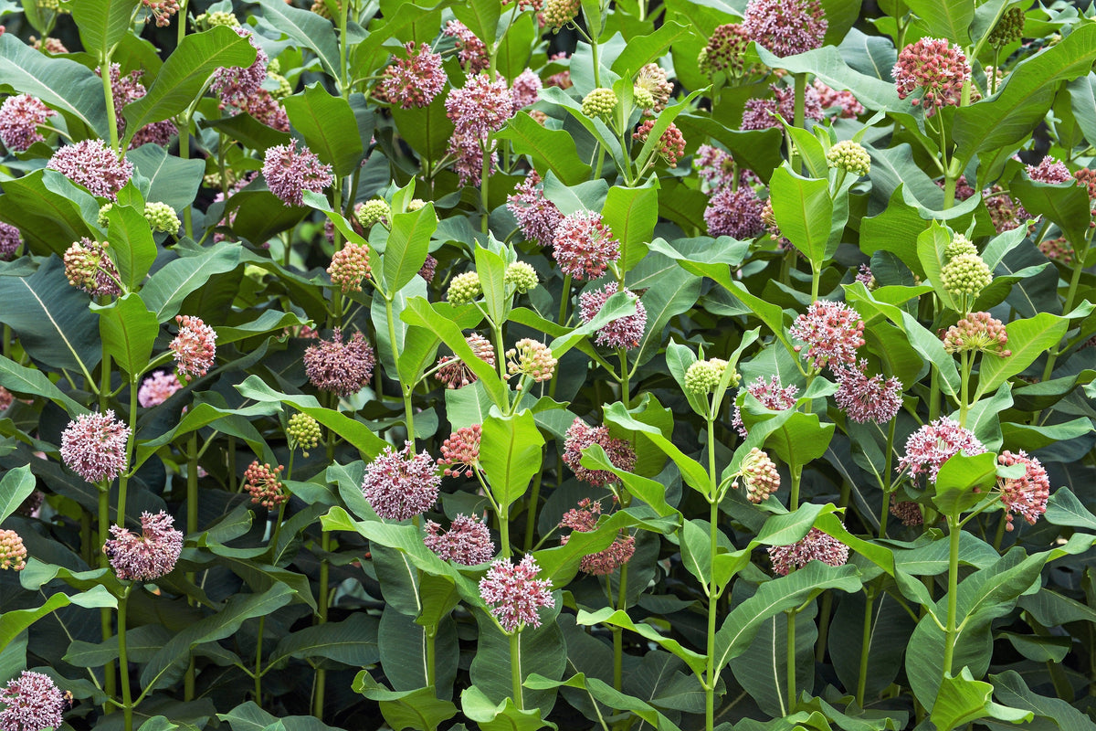 100 PINK MILKWEED Common Asclepias Syriaca Monarch Flower Seeds