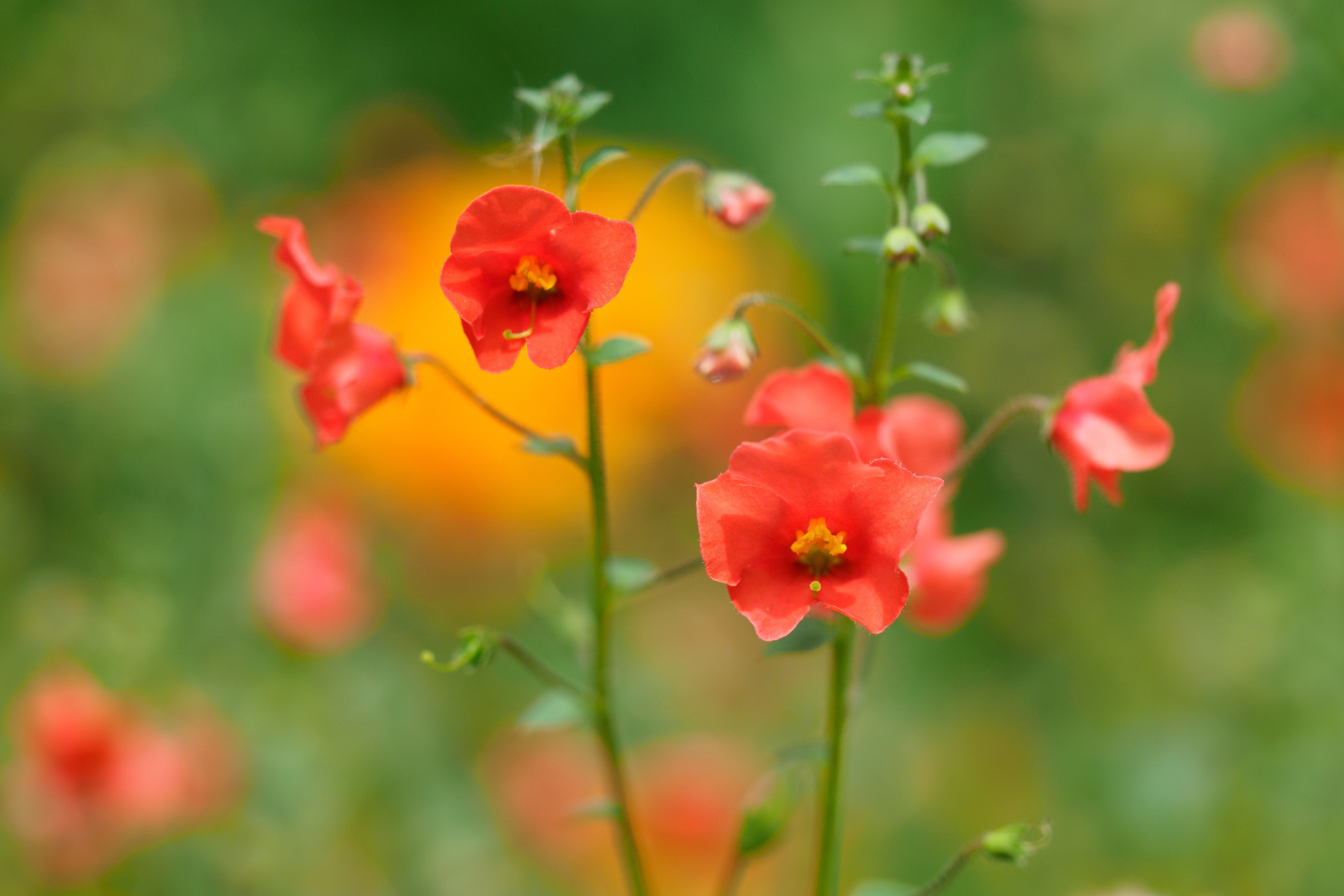 50 SCARLET MASK FLOWER Hummingbird Plant Red Alonsoa Warscewiczii Seeds