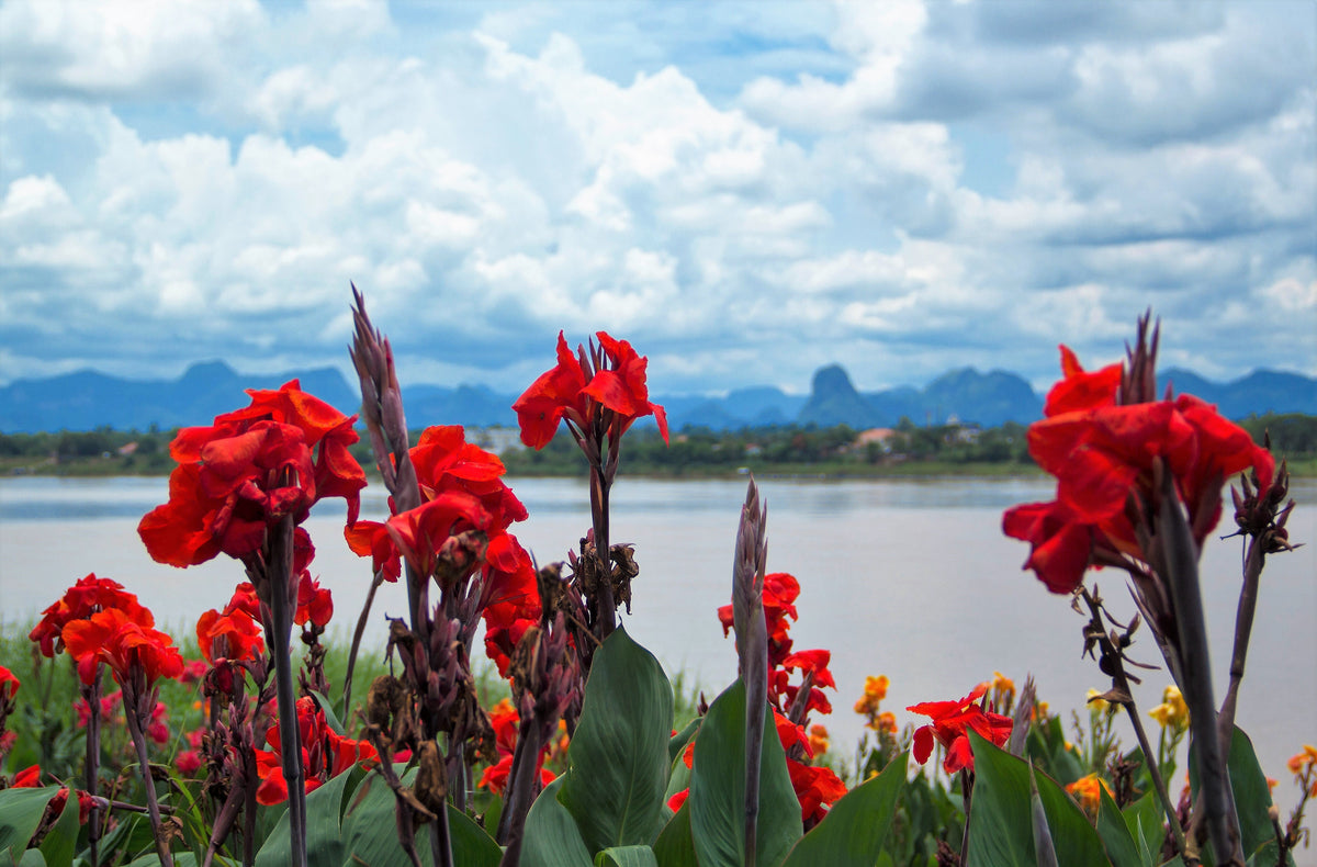 5 RED CANNA LILY Indian Shot Canna Indica Flower Seeds