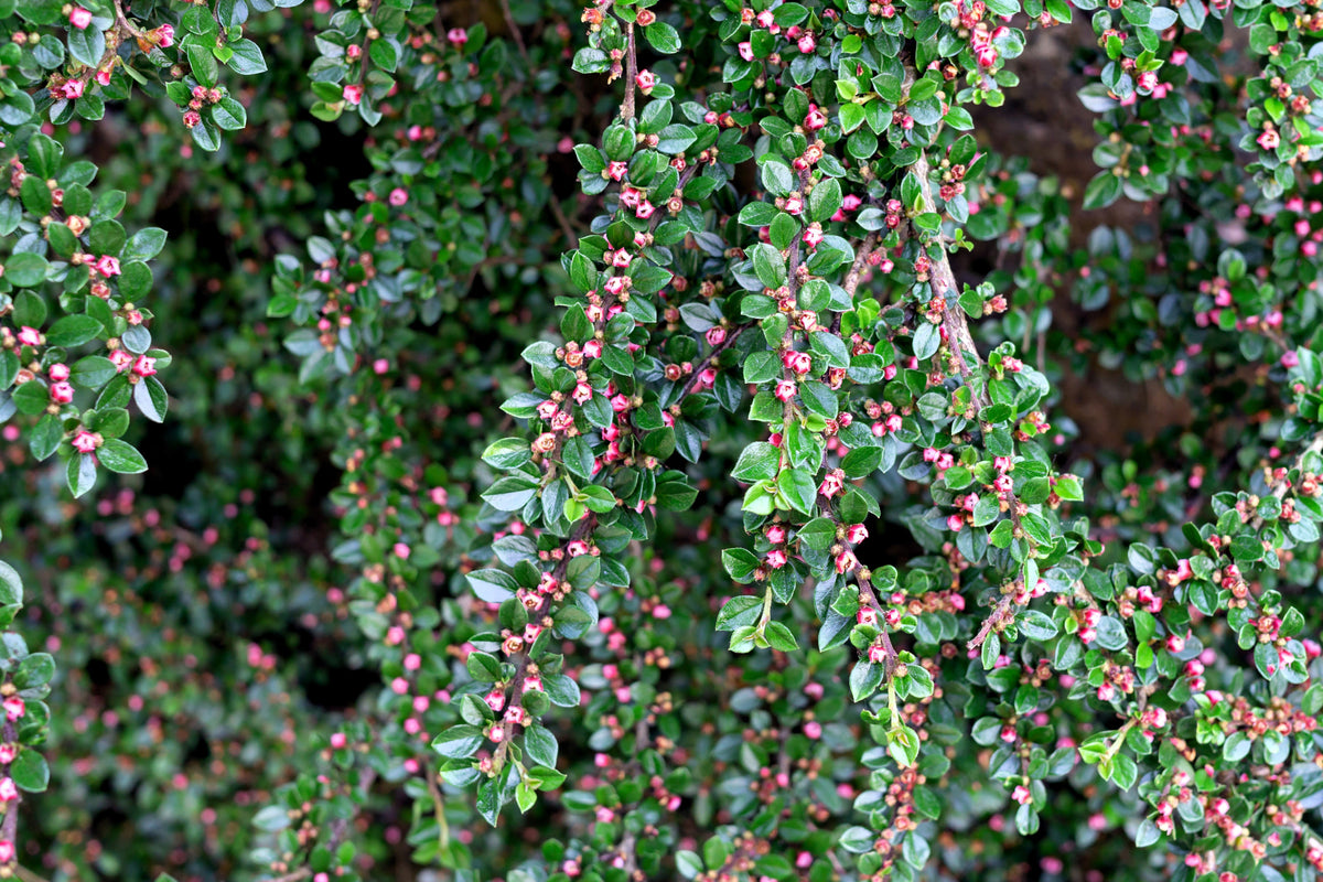 20 BEARBERRY Arctostaphylos Uva-Ursi Kinnikinnick Pinemat Manzanita Flower Seeds