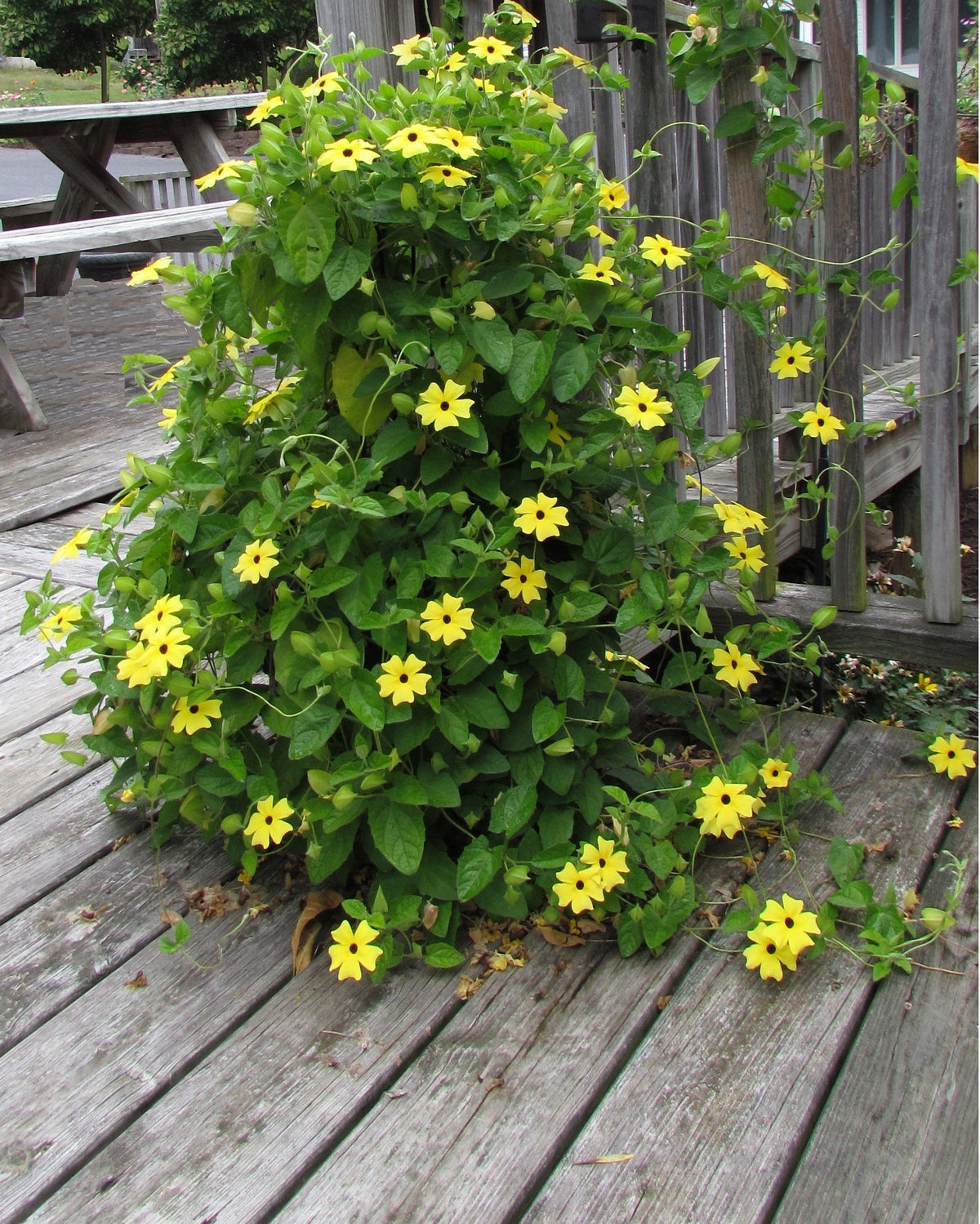 25 MIXED THUNBERGIA Alata VINE Black Eyed Susan Orange White Yellow Flower Seeds