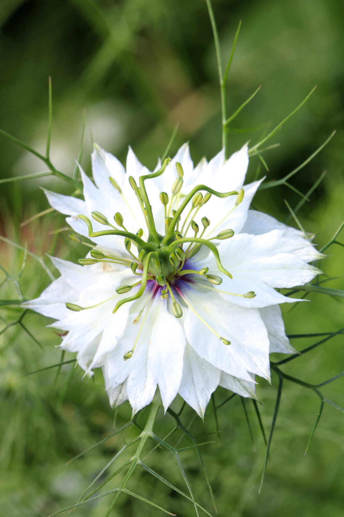 500 White LOVE IN A MIST ( Fennel Flower ) Nigella Damascena Flower Seeds