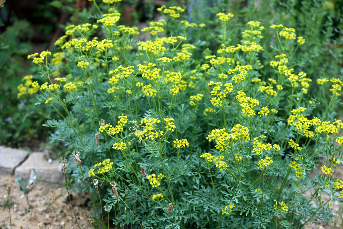 50 YELLOW RUE Herb of Grace Common Ruta Graveolens Fragrant Evergreen Flower Seeds
