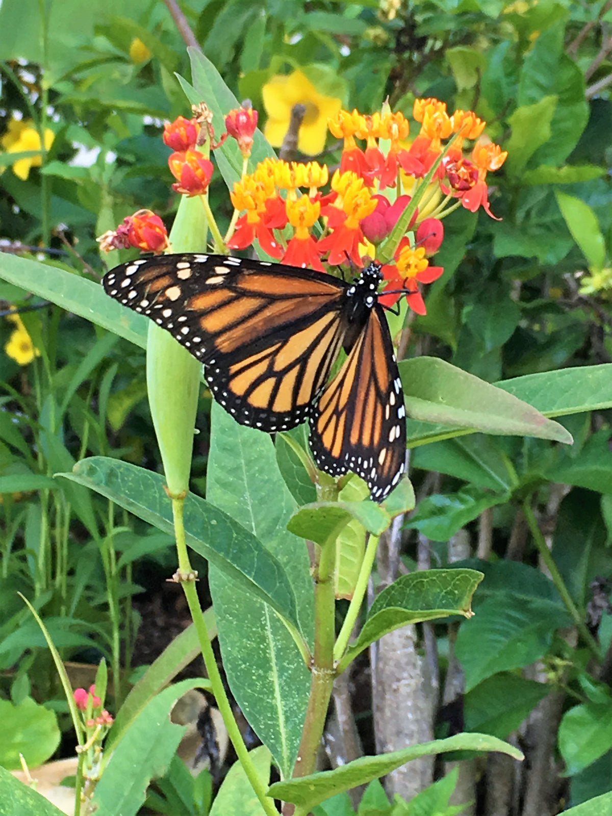 100 SUNSET MILKWEED Asclepias Curassavica Scarlet Blood Flower Red Orange Butterfly Weed Seeds